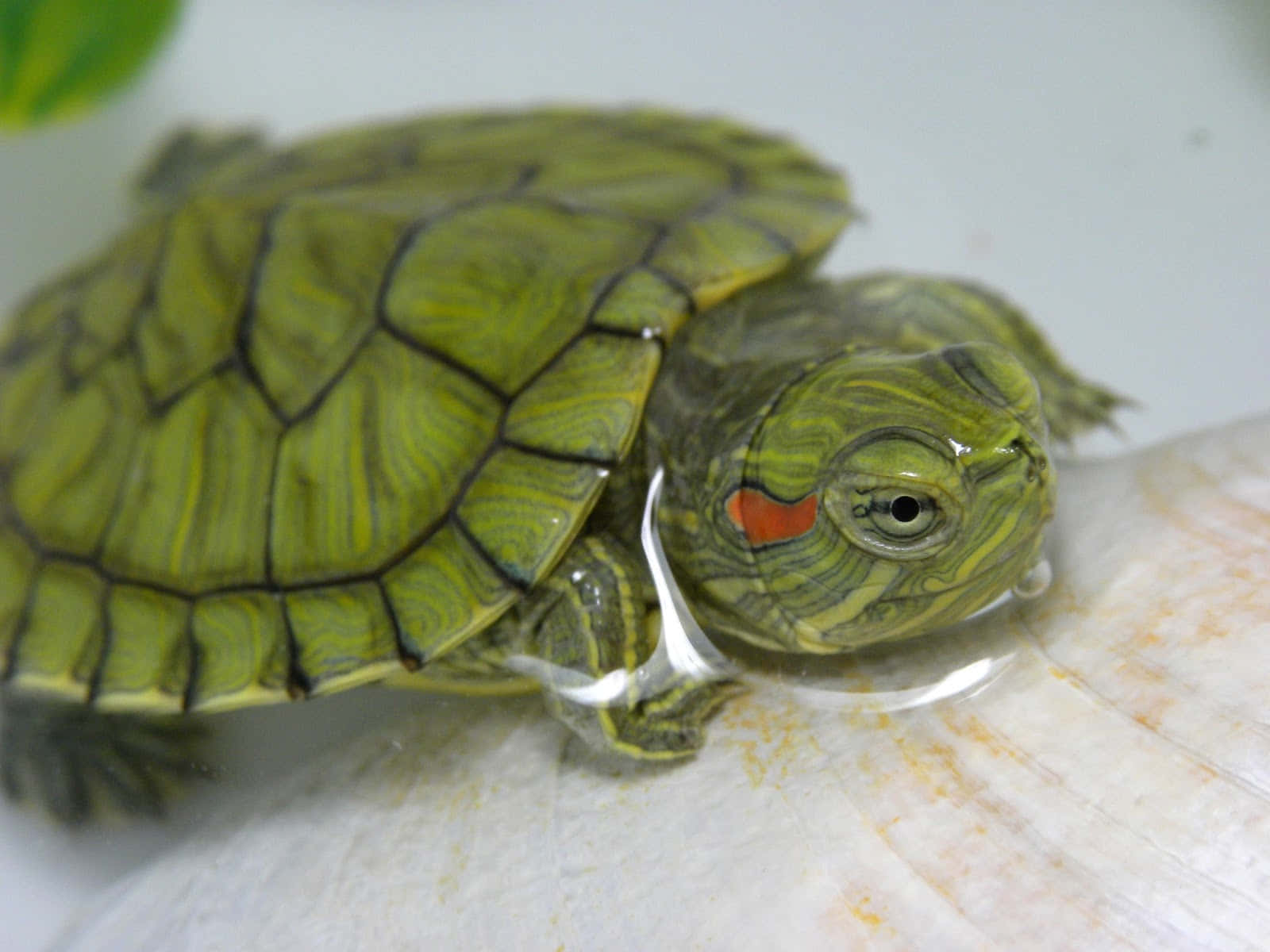 Look at this Cute Turtle!