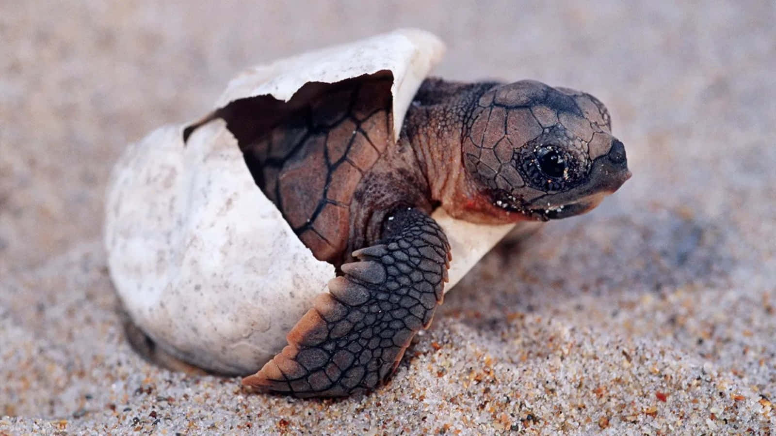 A Uniquely Adorable Cute Turtle