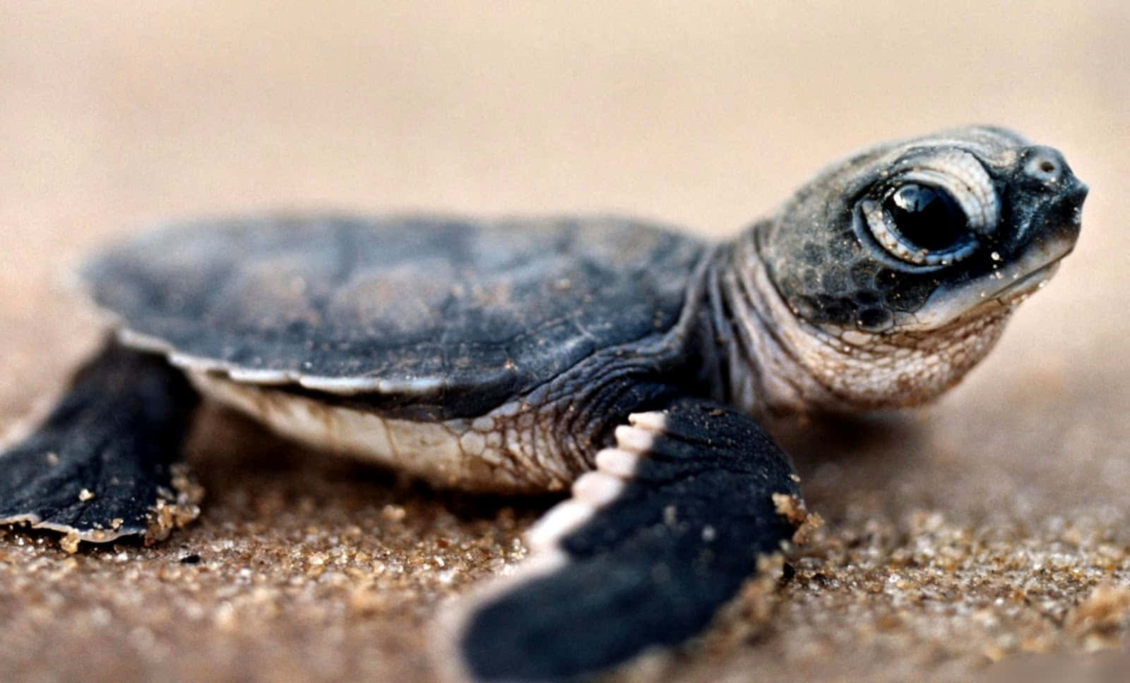 Willkommenin Der Wundervollen Welt Süßer Schildkröten.