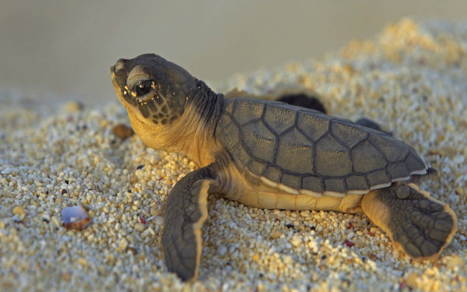 Niedlichekleine Schildkröte Genießt Einen Tag Am Strand.