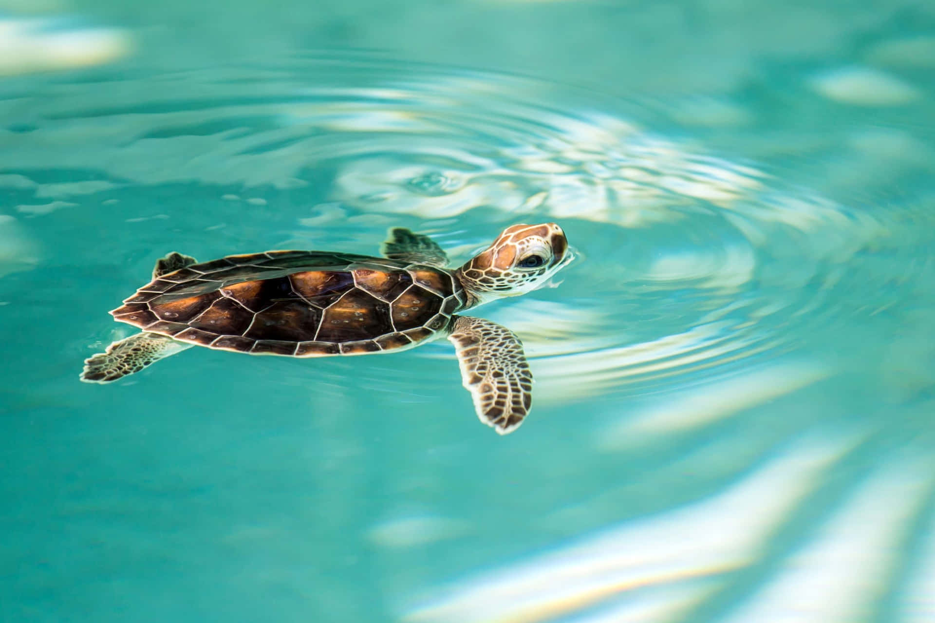 Bildeine Süße Schildkröte Schwimmt In Einem Aquarium.