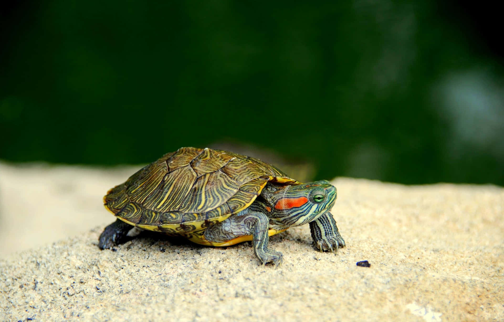 Adorably Cute Turtle