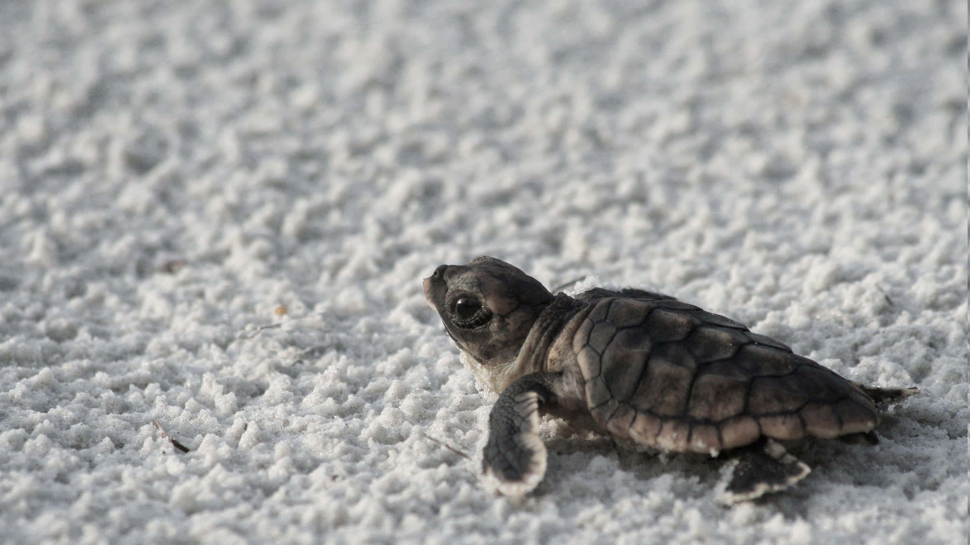 A Little Cutie Pie Turtle Staying Safe"