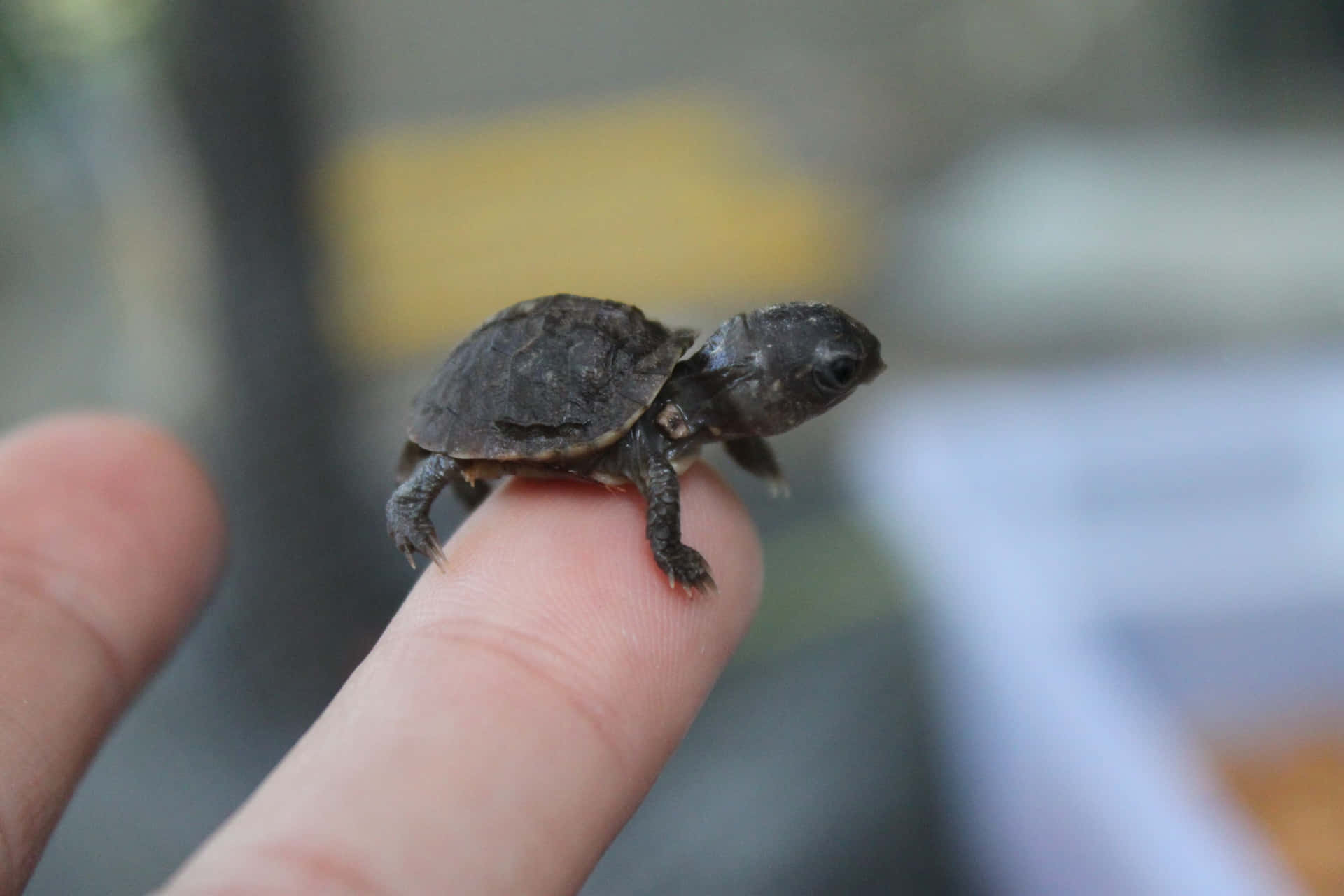 Look at this adorable little turtle!