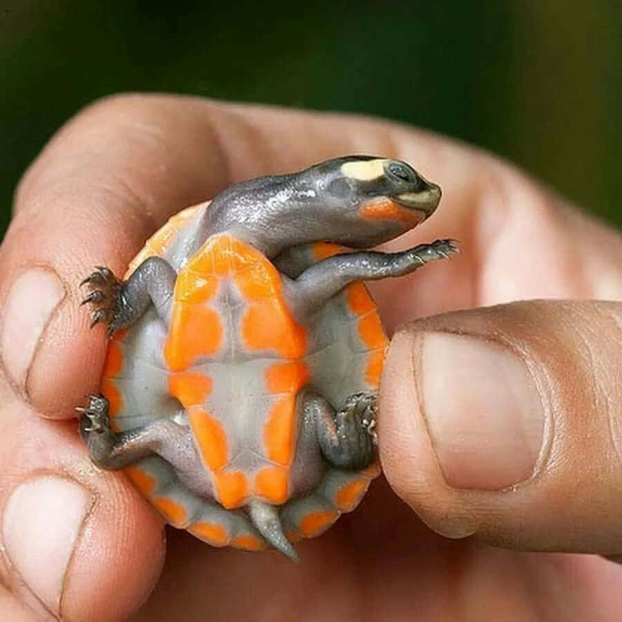 "An adorable Cute Turtle taking a stroll"