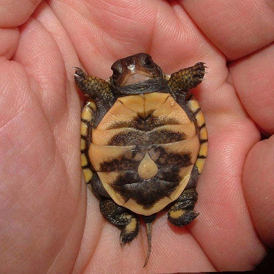 "A friendly smile from this cute turtle!"