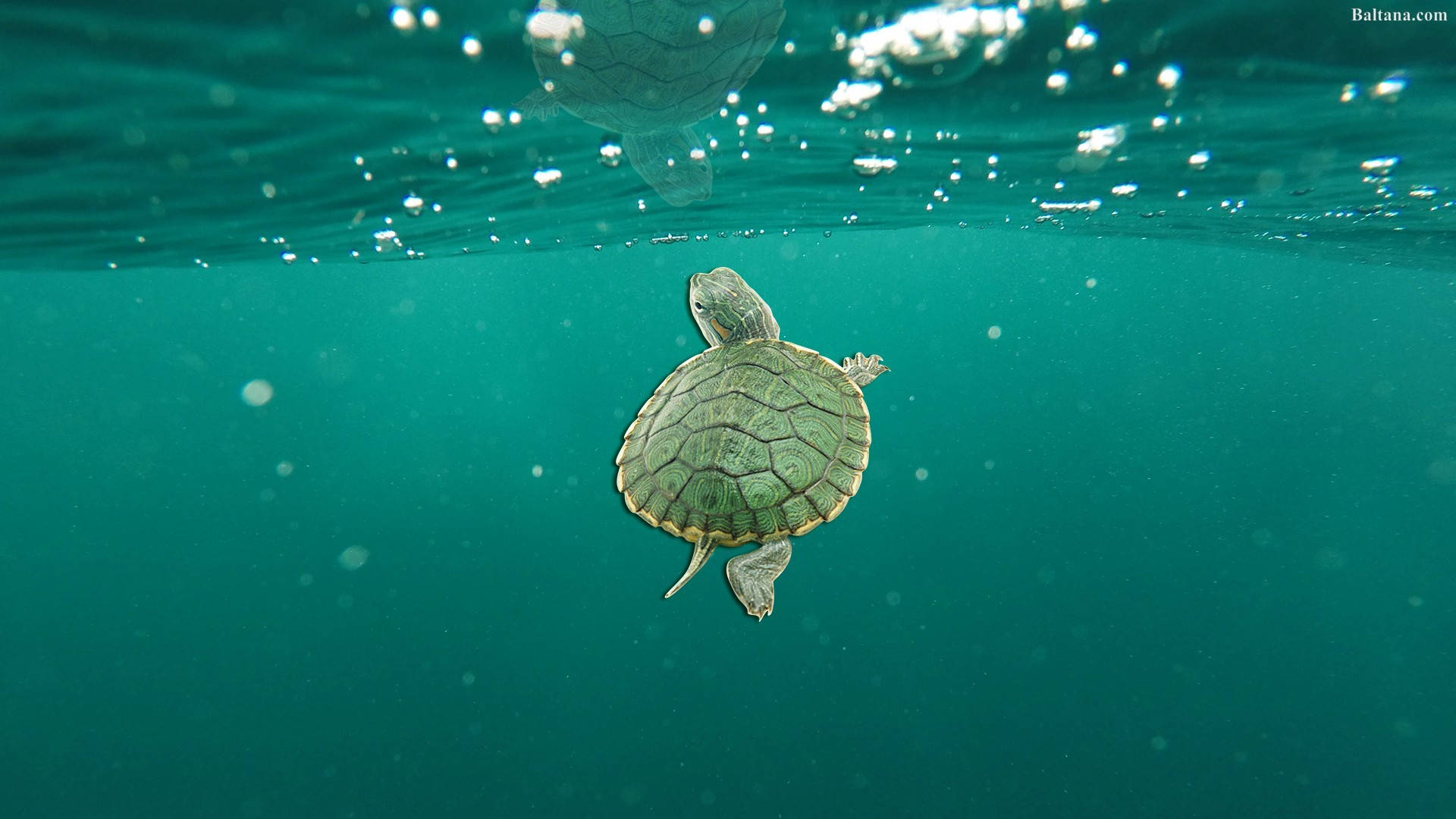 Cute Turtle In Green Ocean Wallpaper