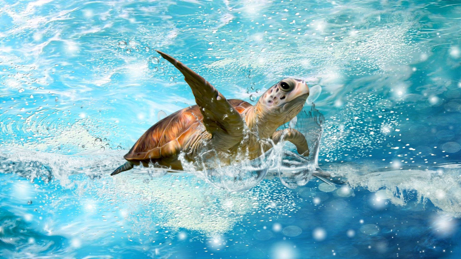 Cute Turtle Water Splash Wallpaper