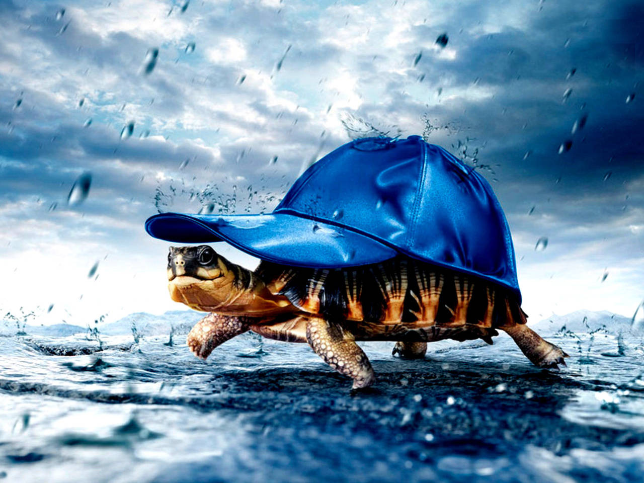 Cute Turtle With Blue Baseball Cap Wallpaper