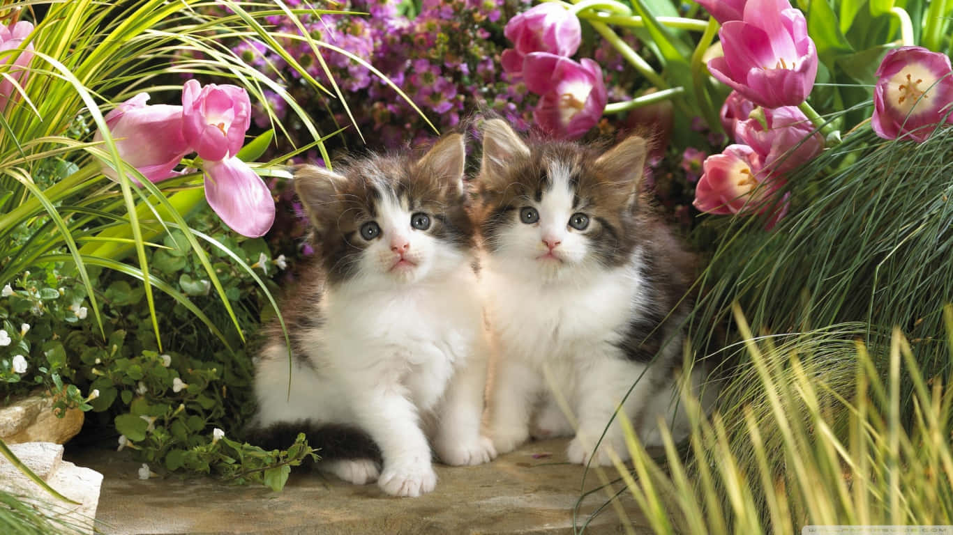 Cute Twin Kittens With Garden Tulips Wallpaper