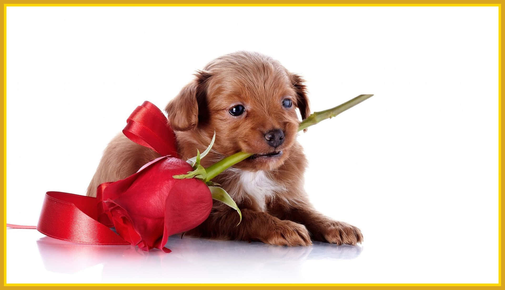 En hund der holder en rød rose med et bånd om hovedet Wallpaper