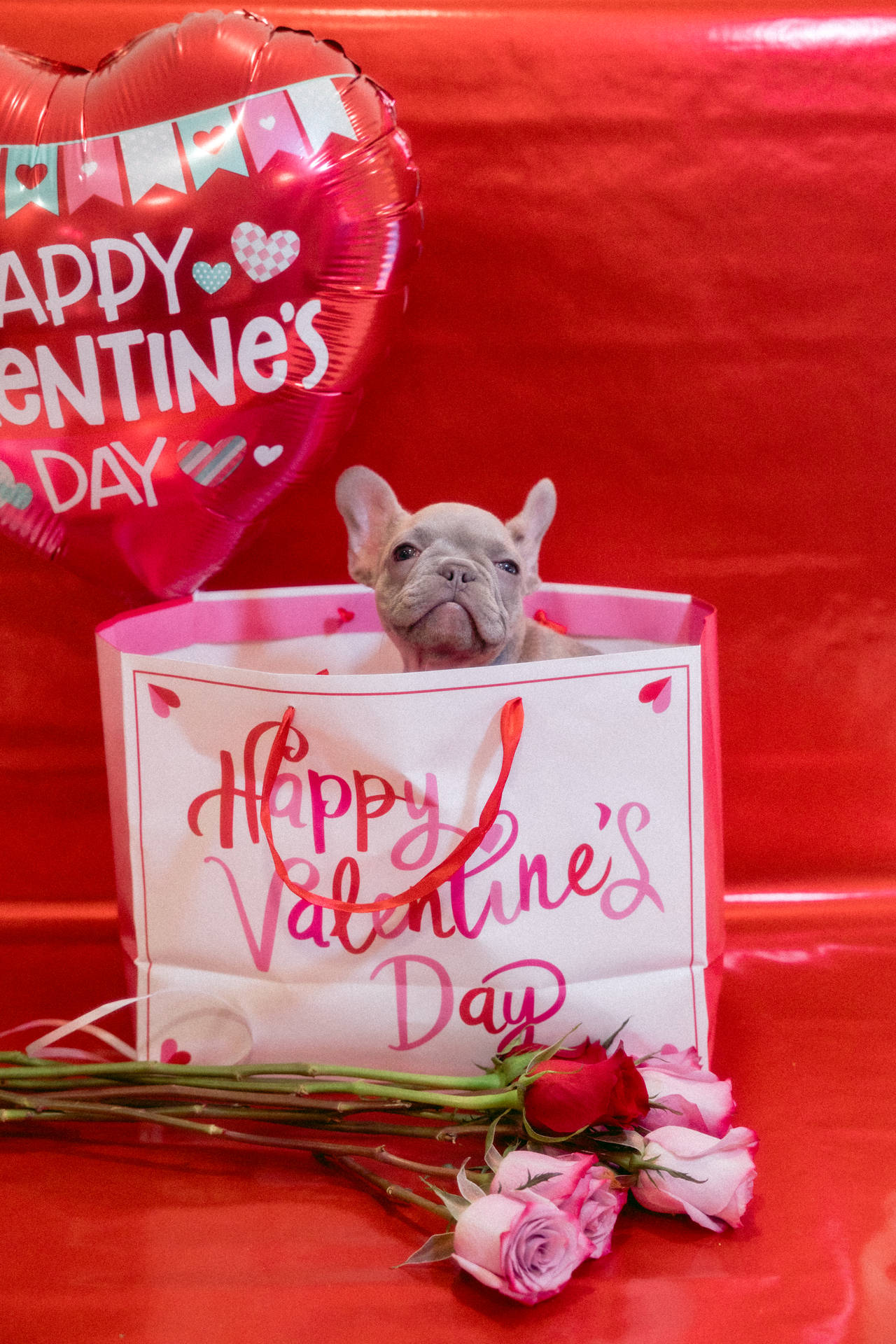 Cute Valentine's Day Puppy Gift Wallpaper