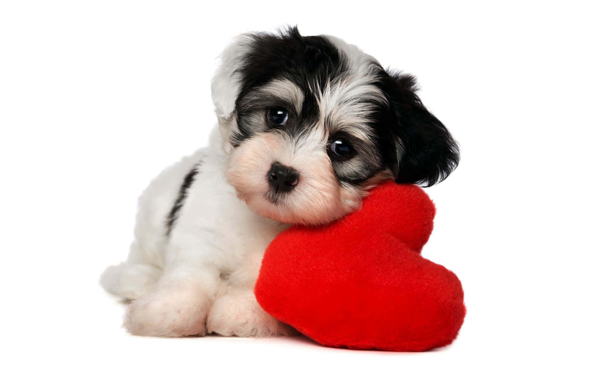 A Black And White Puppy Holding A Red Heart Shaped Pillow