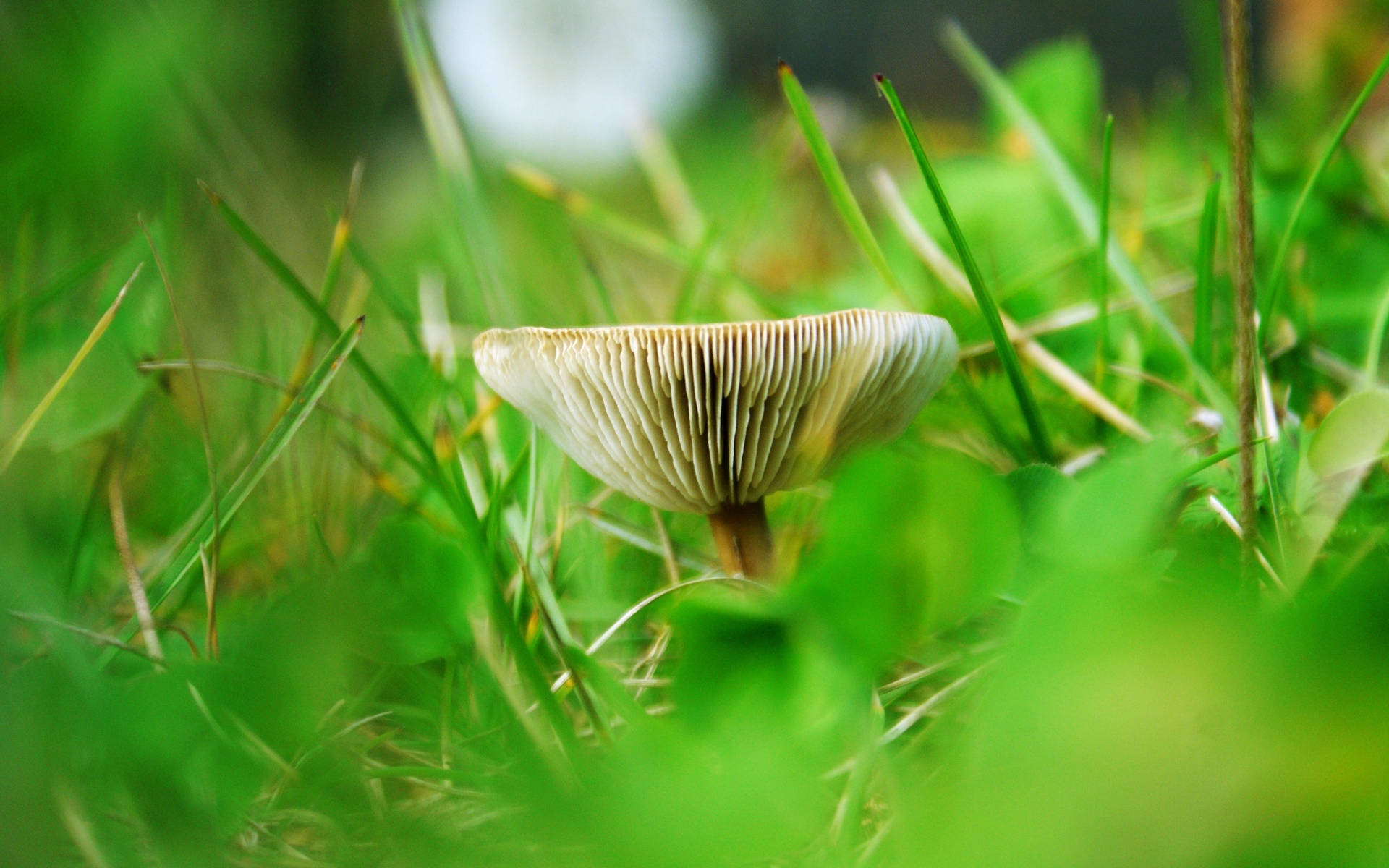 Cute Wavy Mushroom On Grass Wallpaper