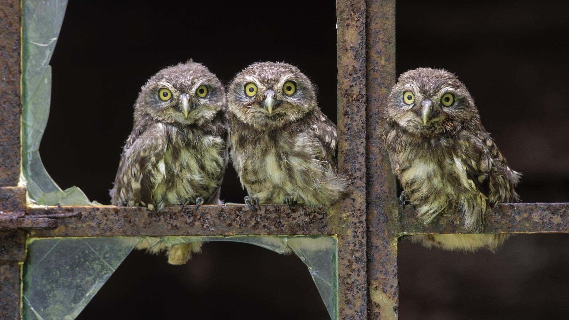 Cute Western Owls On Window Wallpaper