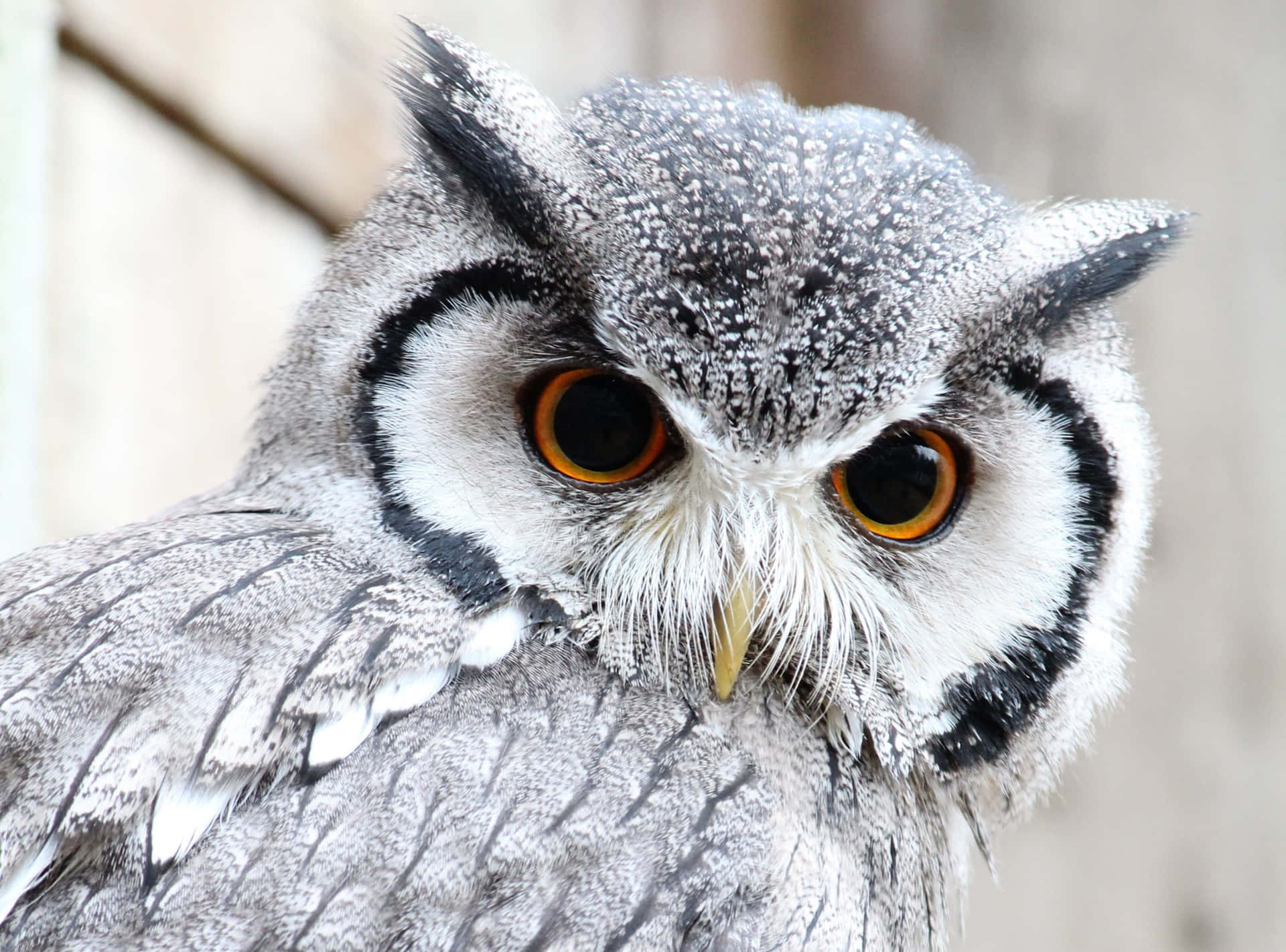 Cute Western White Owl Wallpaper