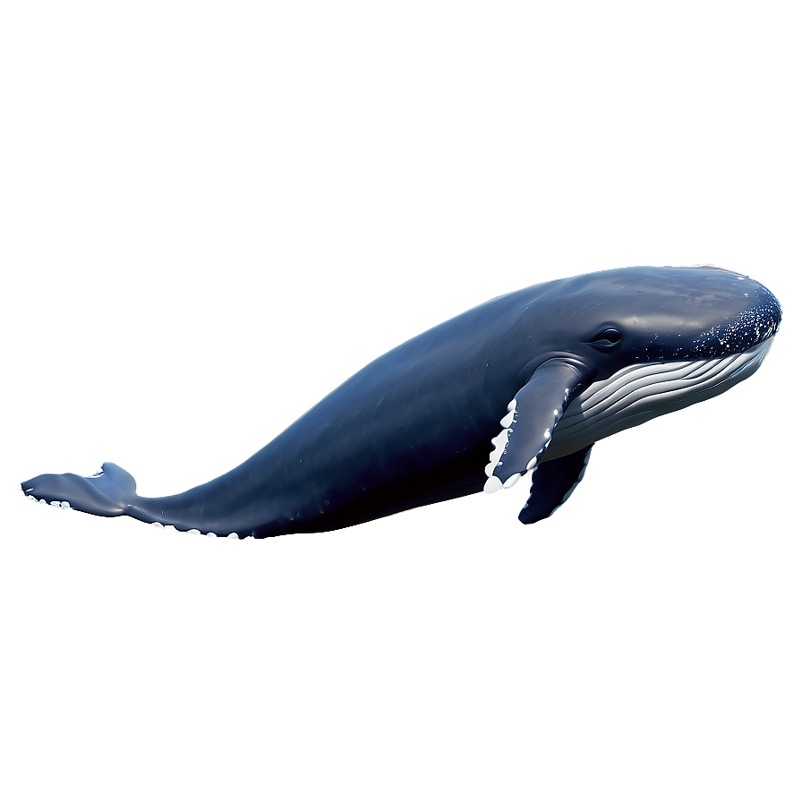 Cute Whale Png 05032024 PNG