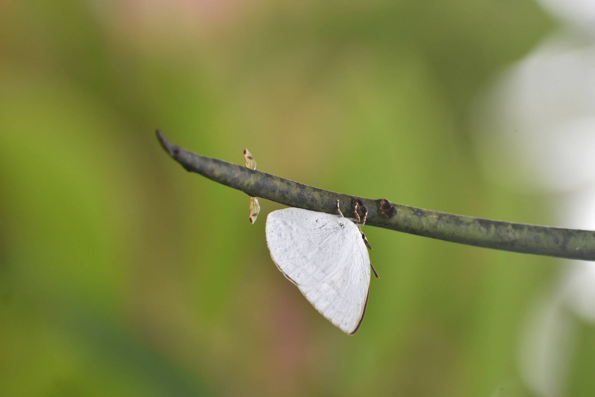 Cute White Aesthetic Butterfly