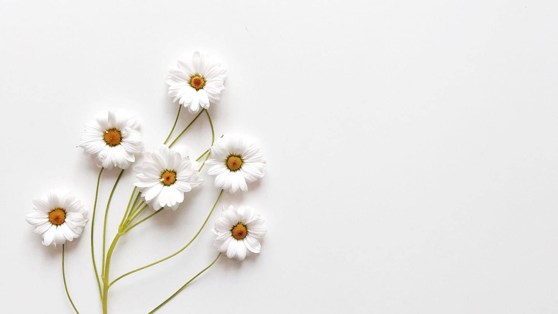 Cute White Aesthetic Of A Common Daisy