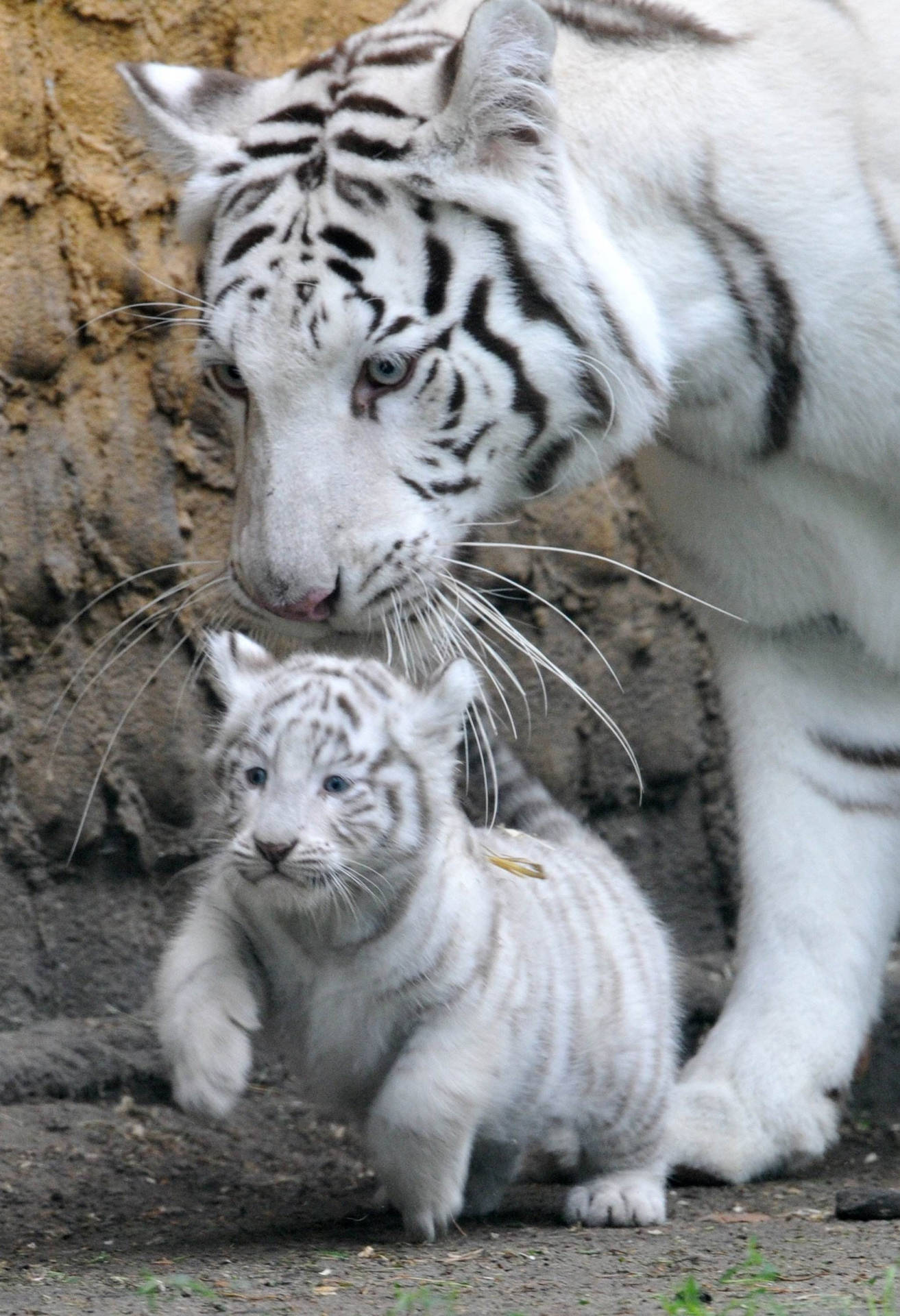 Sød Hvid Baby Tiger Wallpaper