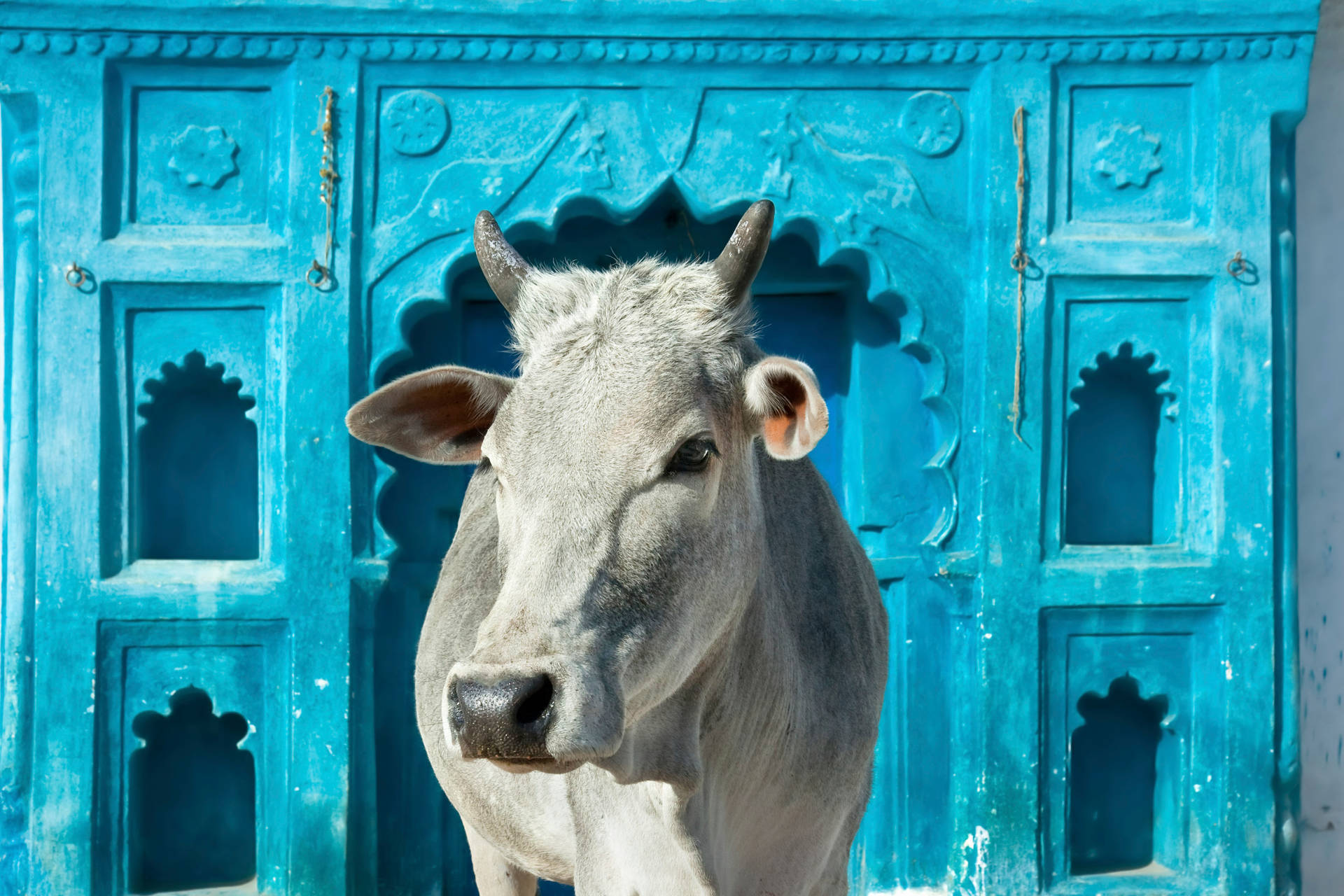 Niedlicheweiße Kuh Vor Blauem Torbogen Wallpaper