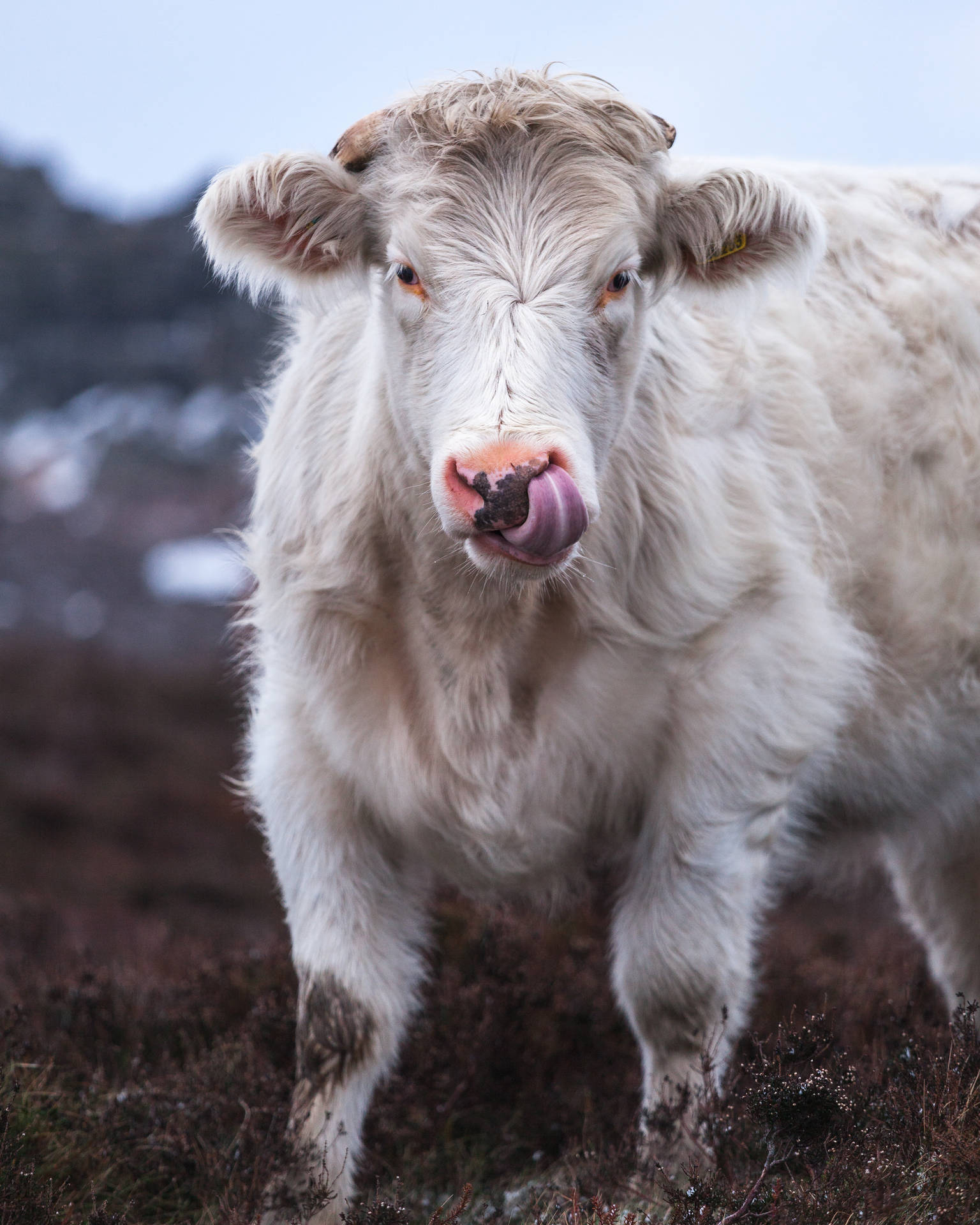 Cute White Cow Licking Lips Wallpaper