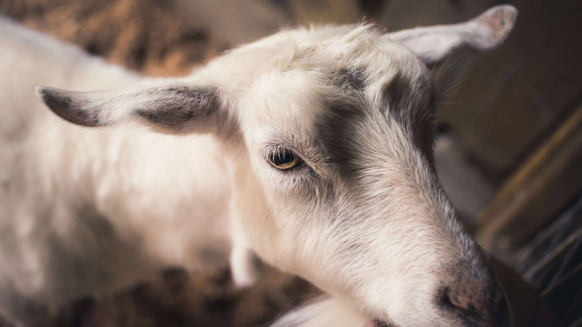 Cute White Hornless Goat Wallpaper
