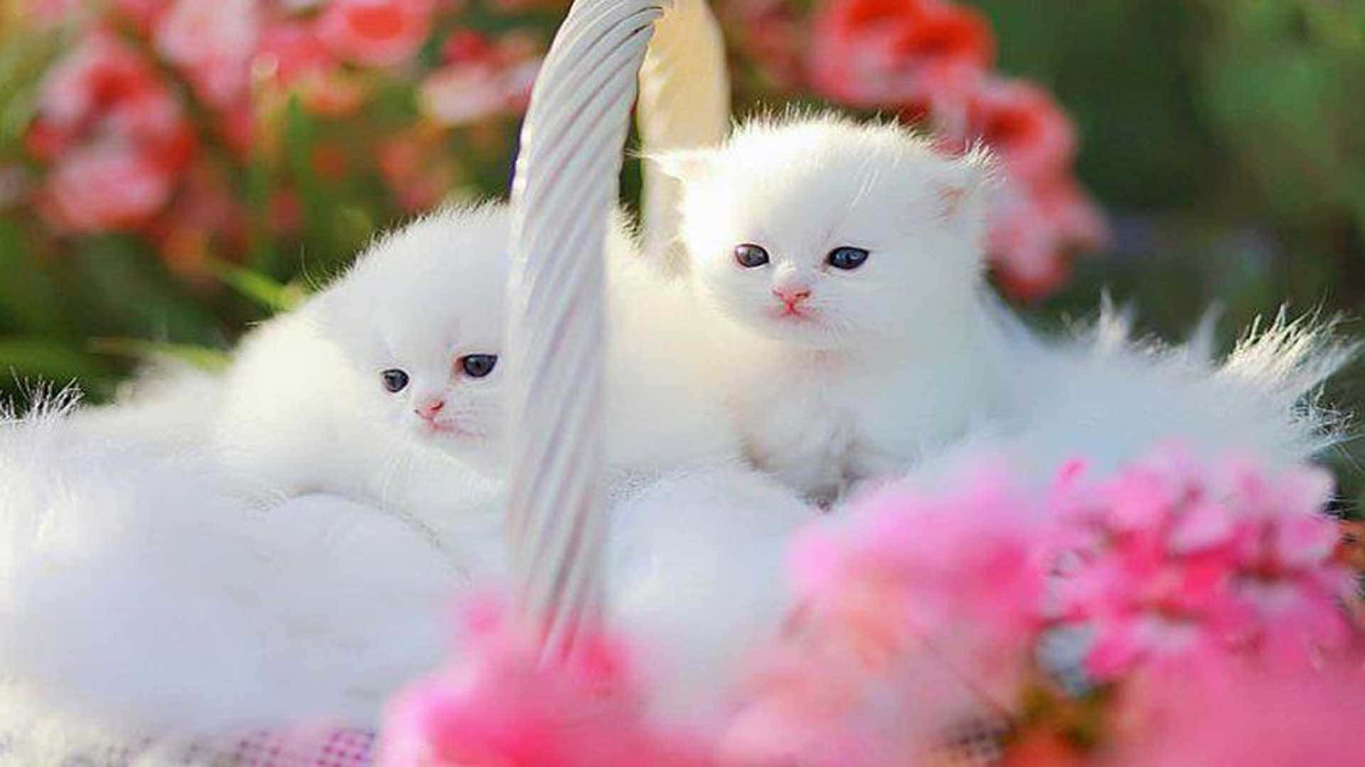 Cute White Kittens On Faux Fur Wallpaper