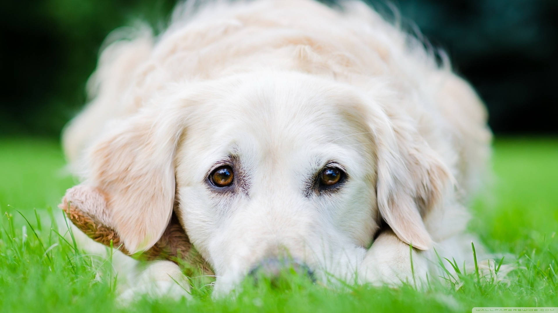 Cute White Kuvasz Dog Eyes Background