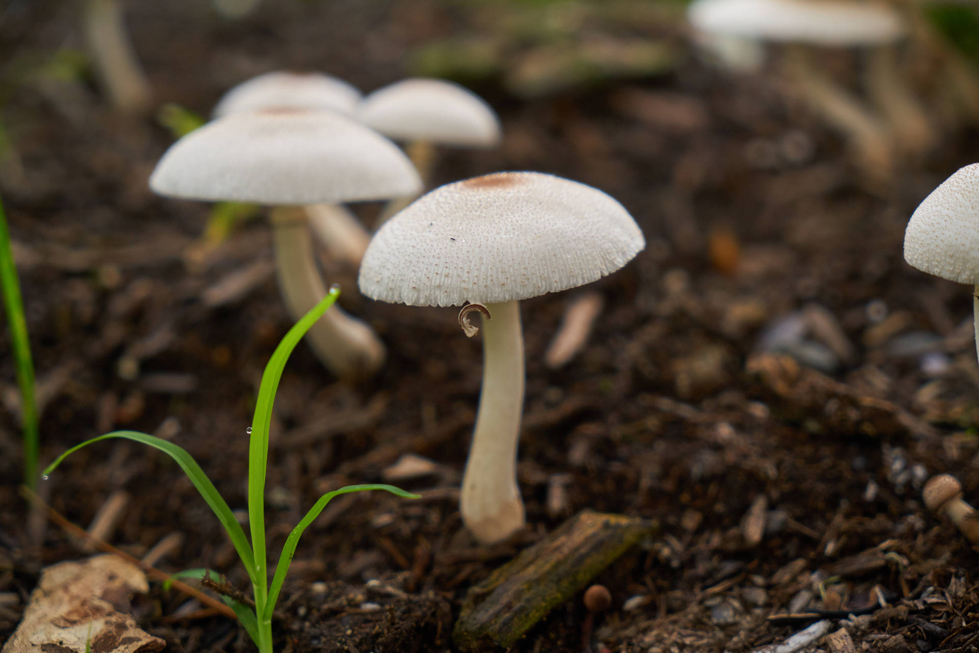 Cute White Mushrooms Growing On Soil Wallpaper