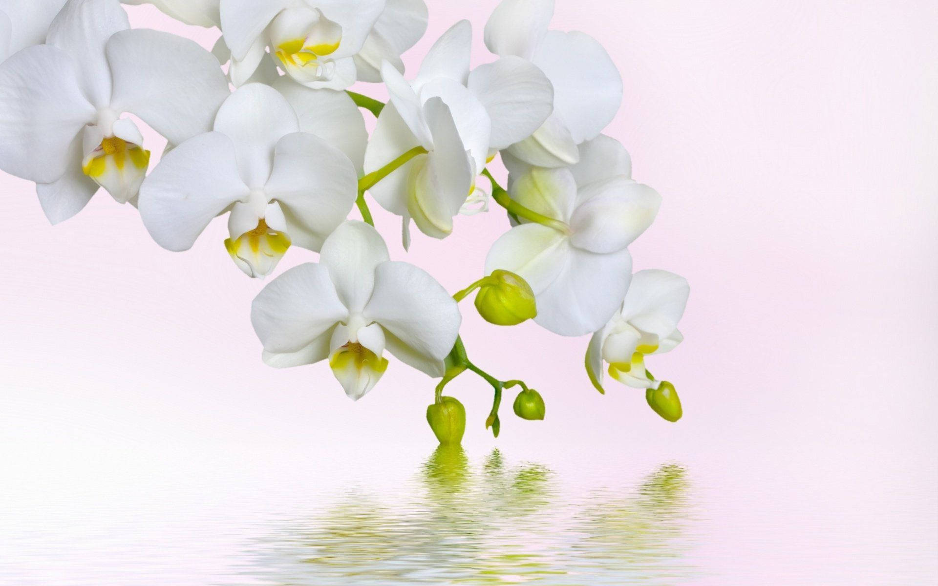 Søde hvide orkideer med knopper blomstrer på en stor blå baggrund. Wallpaper