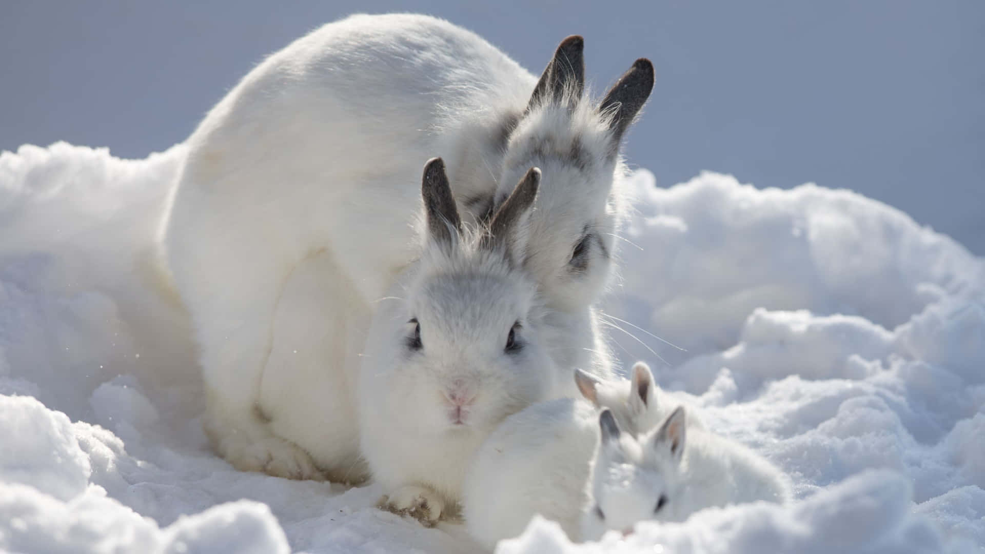 Familiade Conejos Blancos Adorables Fondo de pantalla