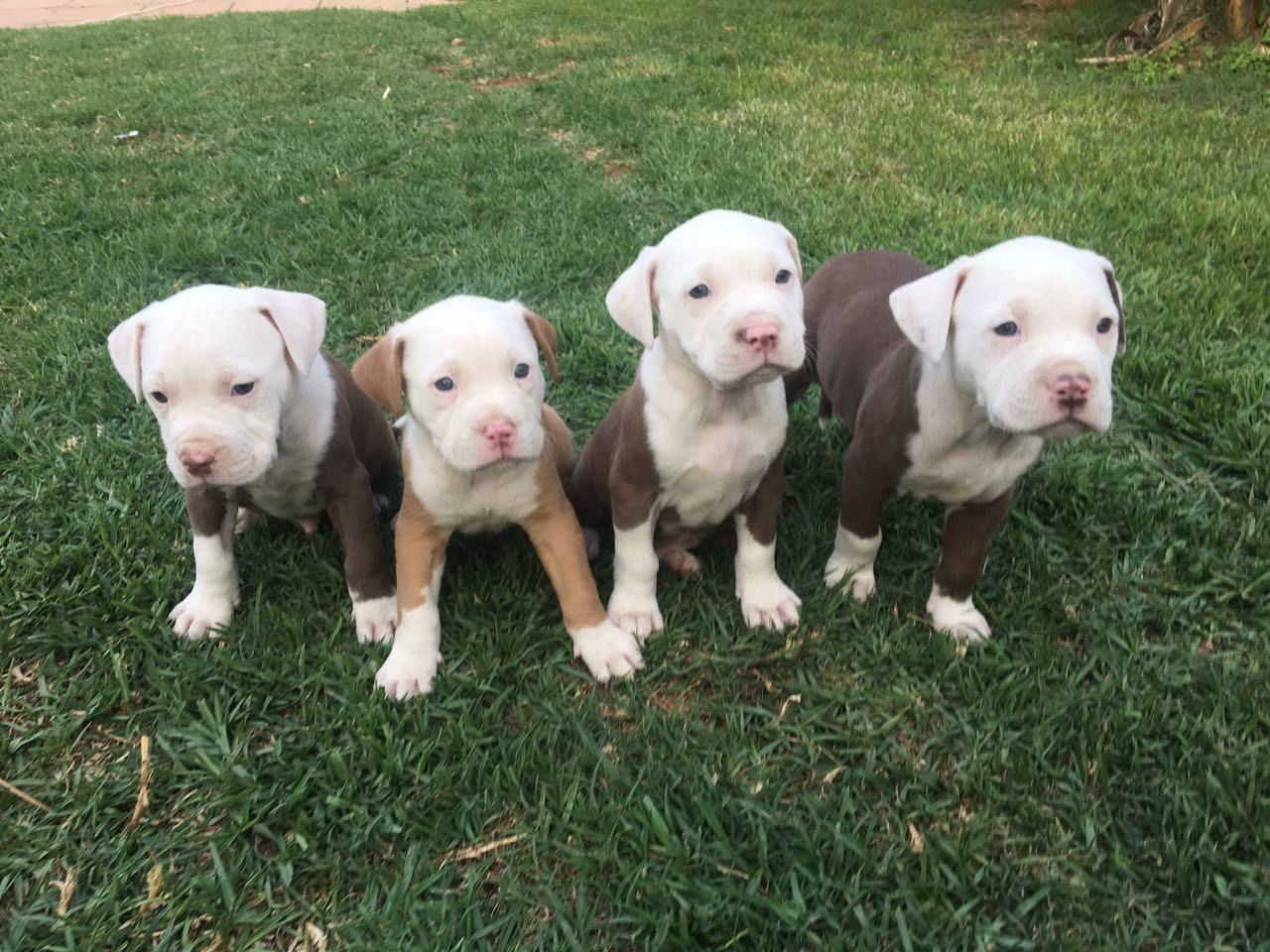 Cute White Pitbull Puppies Wallpaper