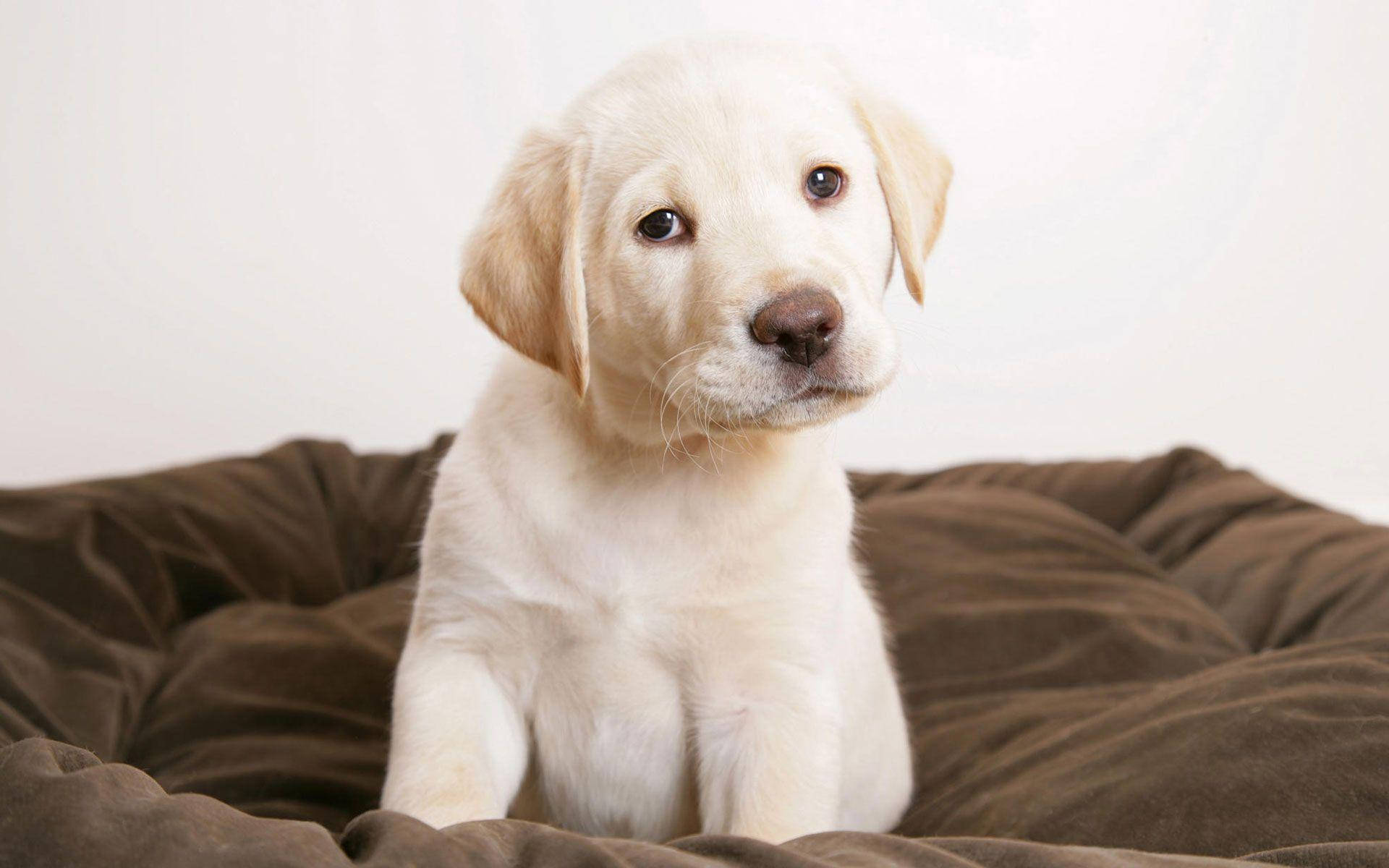 Cute White Puppy On Brown Blanket