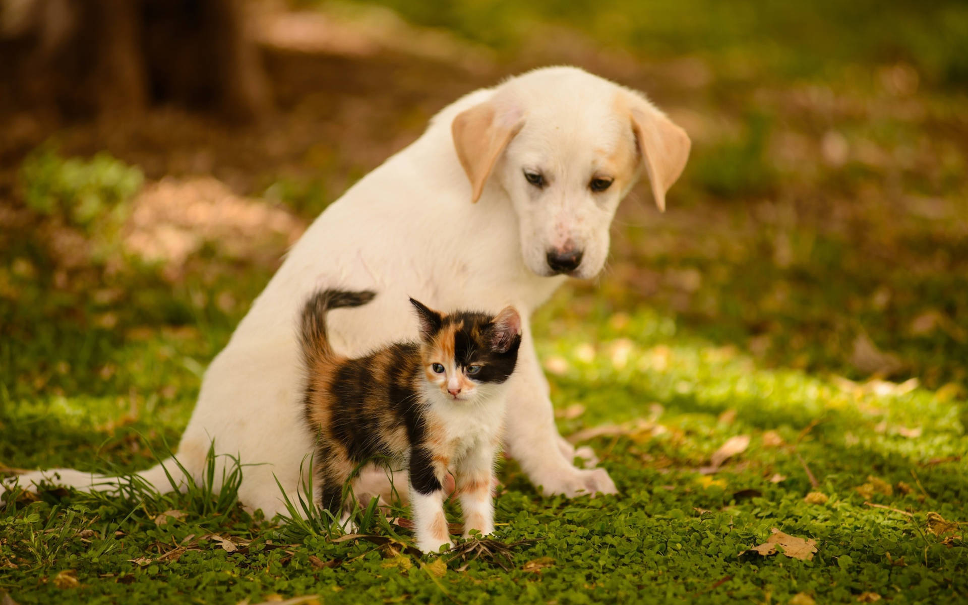Cachorroblanco Adorable Con Gato. Fondo de pantalla