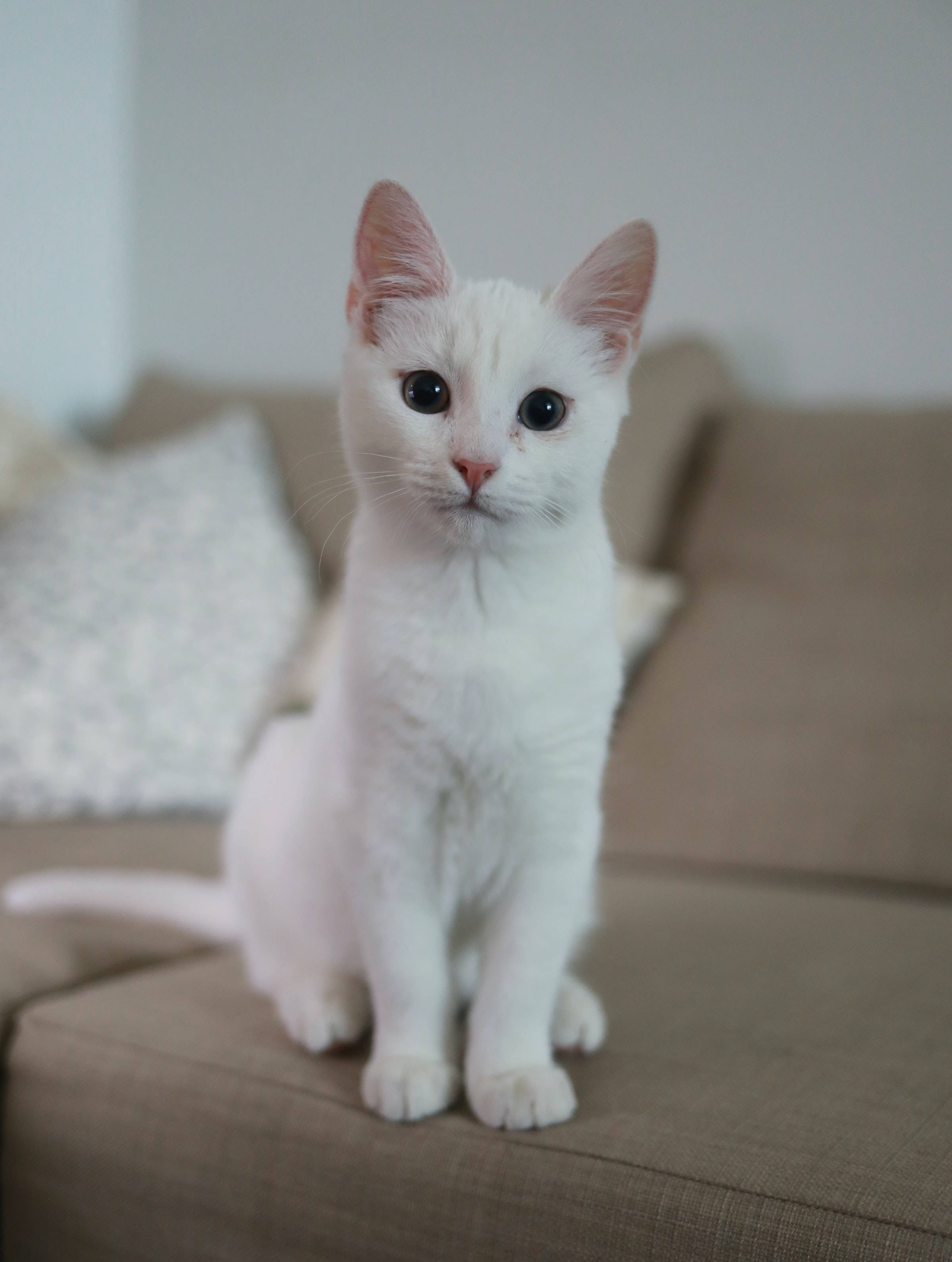 Cute White Turkish Angora Cat PFP Wallpaper