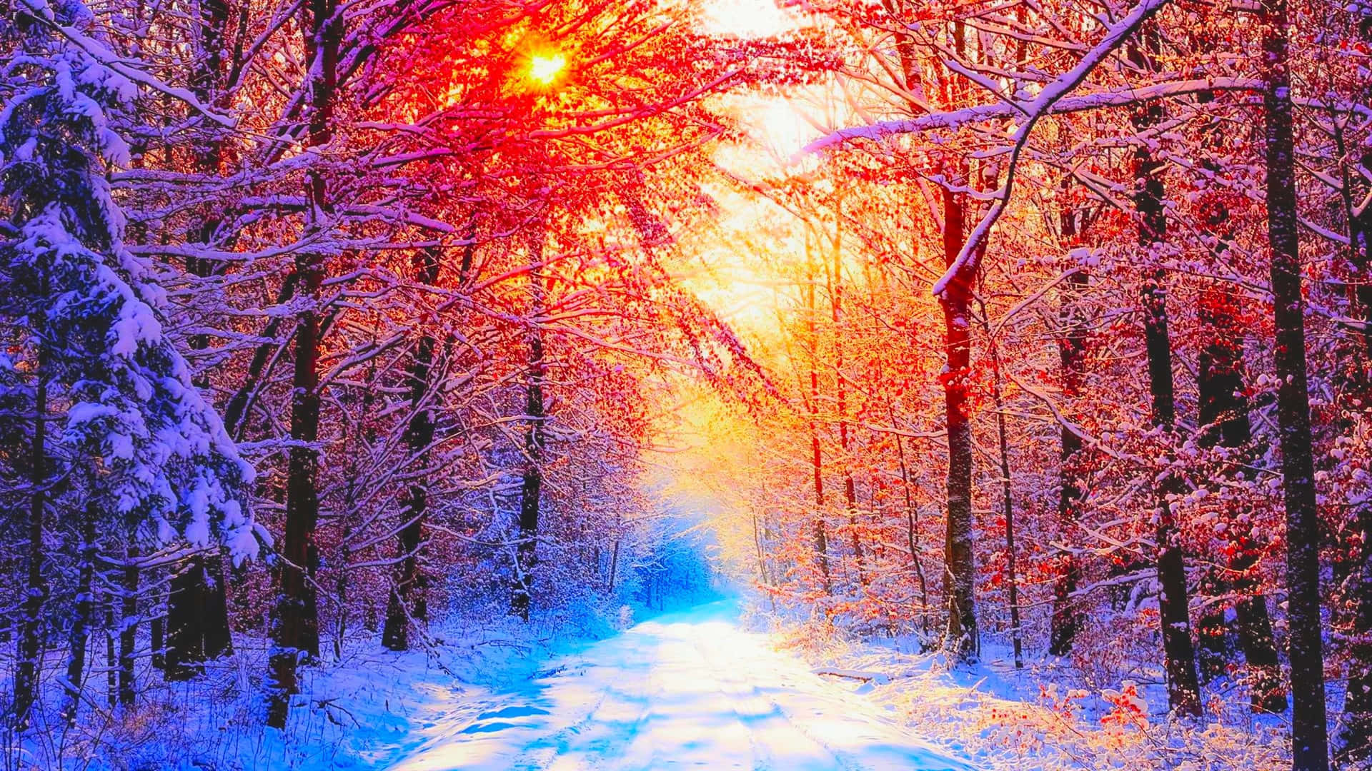 A Snowy Path With A Sun Shining Through The Trees