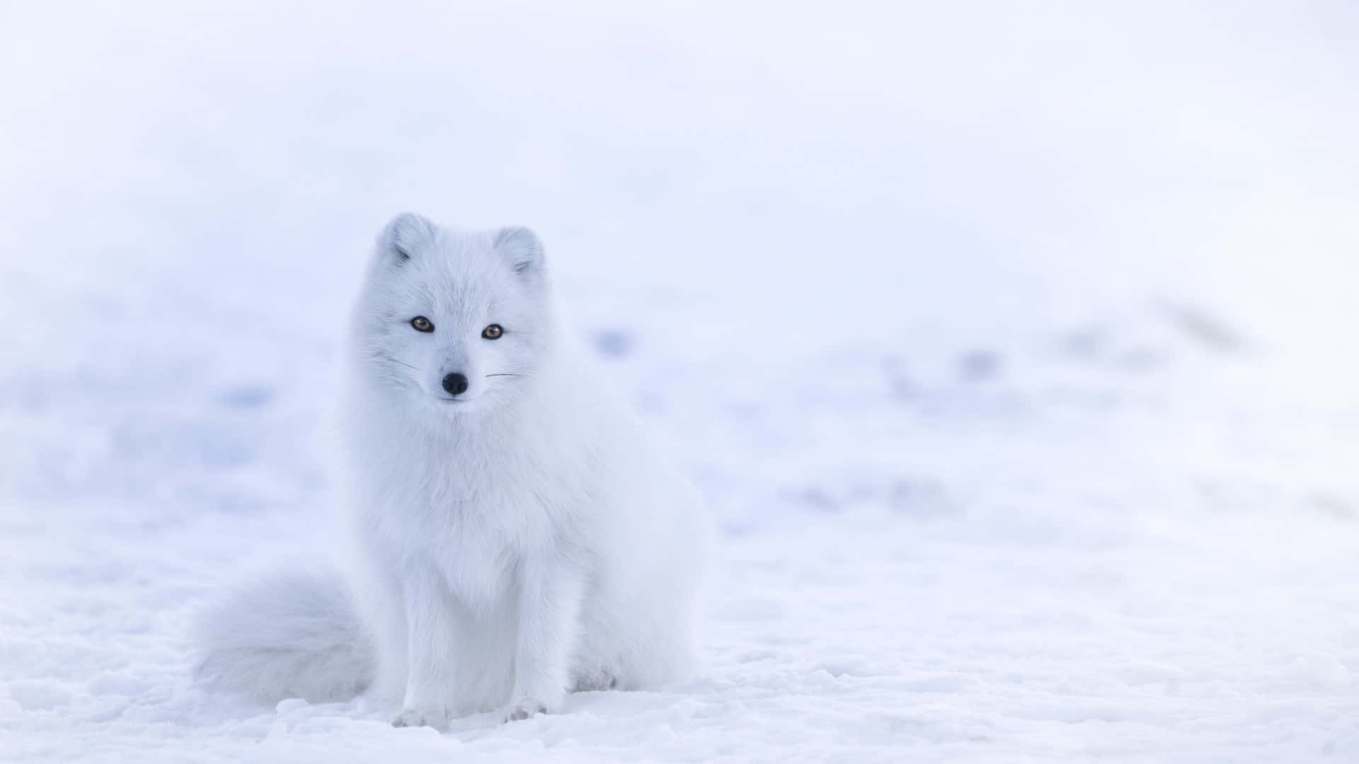 Arctic Fox Cute Winter Background