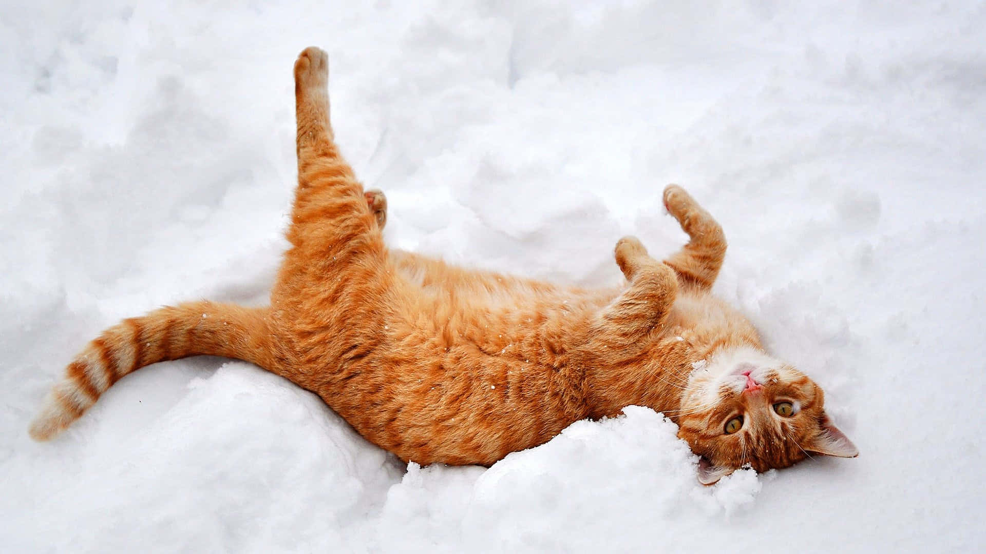 Orange Cat Winter Cute Background
