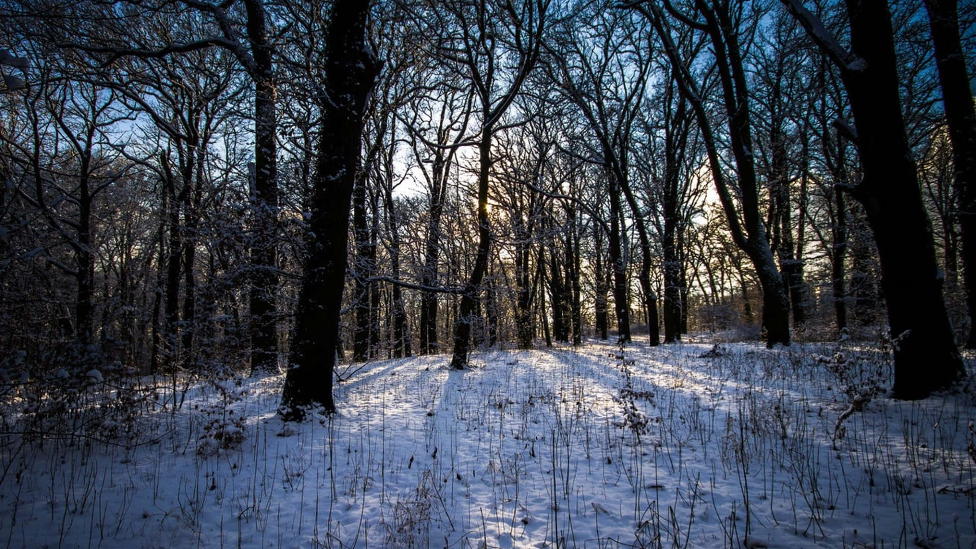 Unbosque Cubierto De Nieve Con Árboles En El Fondo