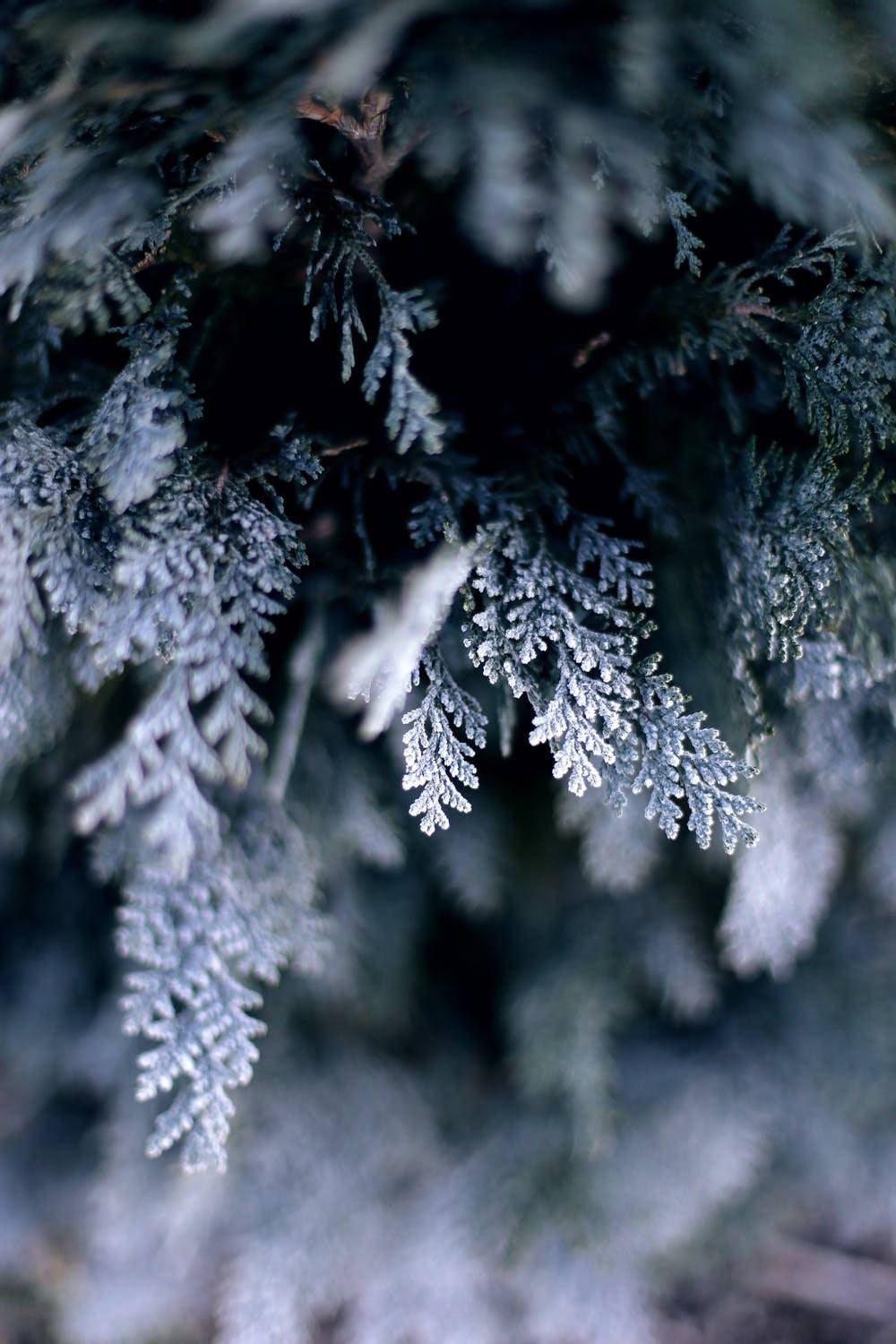 Öppne magien af vinter med en sød iphone. Wallpaper
