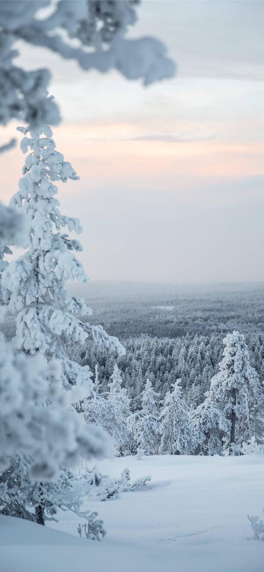 Aproveite O Inverno Com Esse Lindo Papel De Parede Do Iphone De Flocos De Neve E Árvores. Papel de Parede