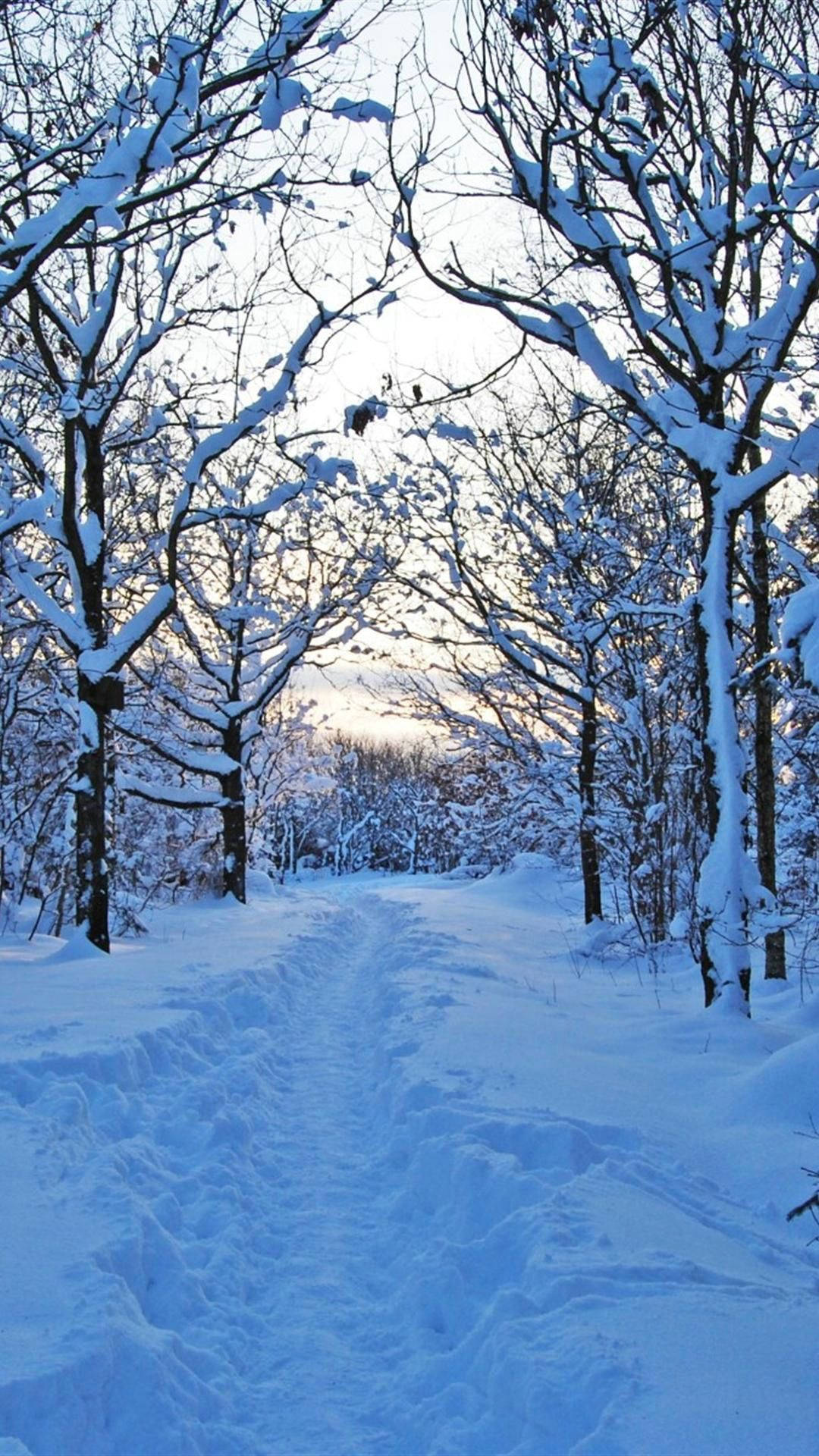 Omfavn vinter sæsonen med et Sødt Vinter Iphone Baggrund. Wallpaper