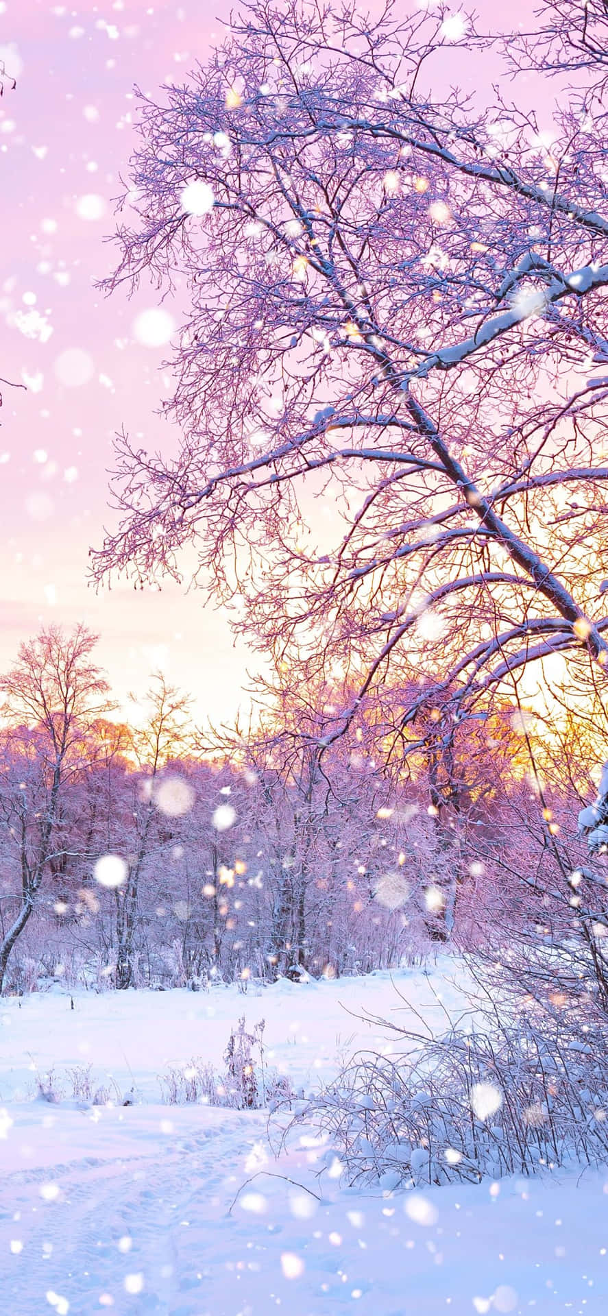 Eineverschneite Landschaft Mit Bäumen Und Fallendem Schnee. Wallpaper