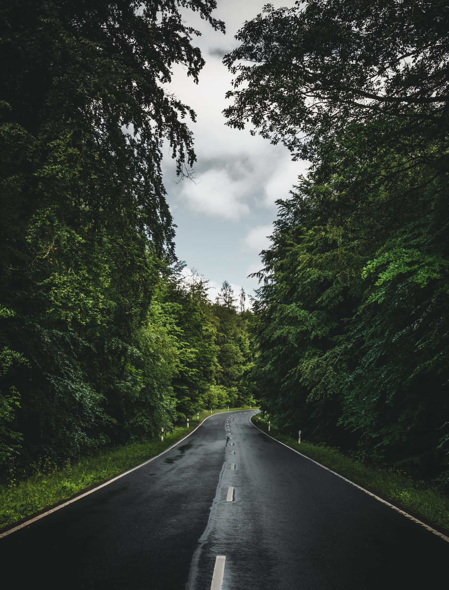 A Road In The Forest With Trees On Either Side Wallpaper