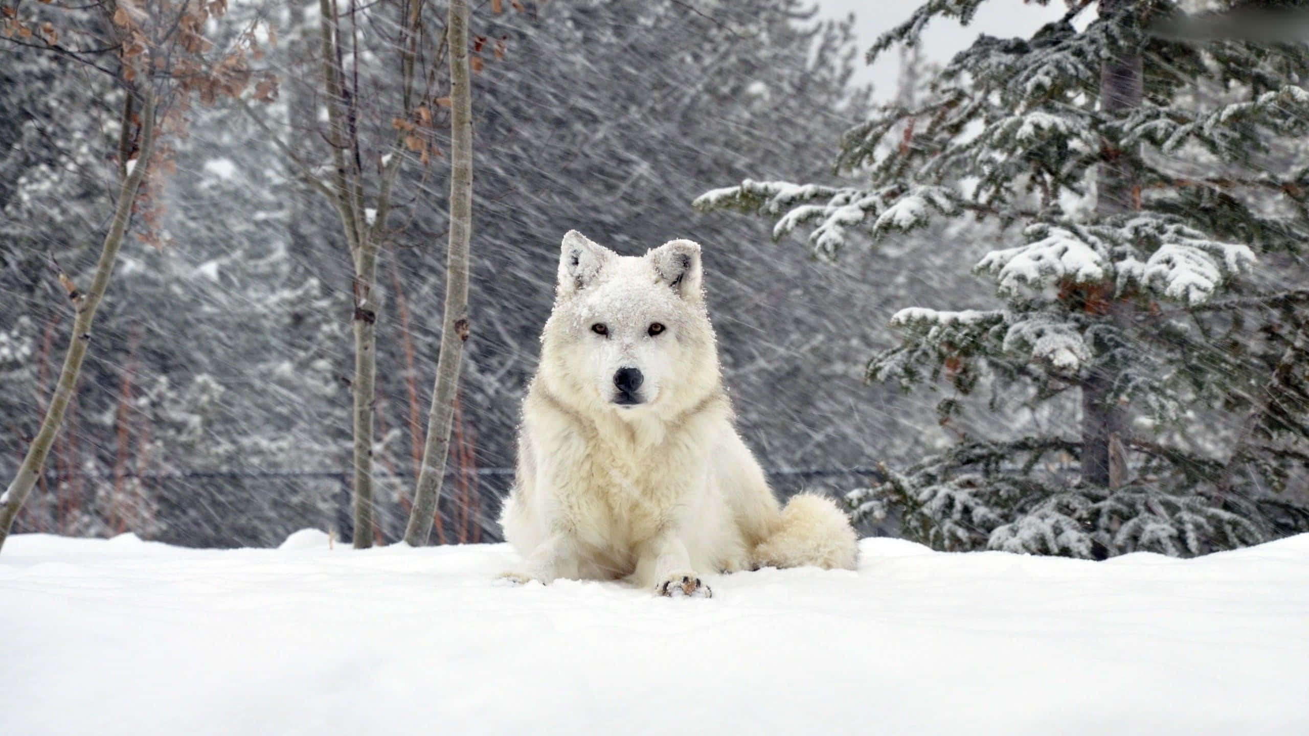 A peaceful cute wolf, in its natural environment.