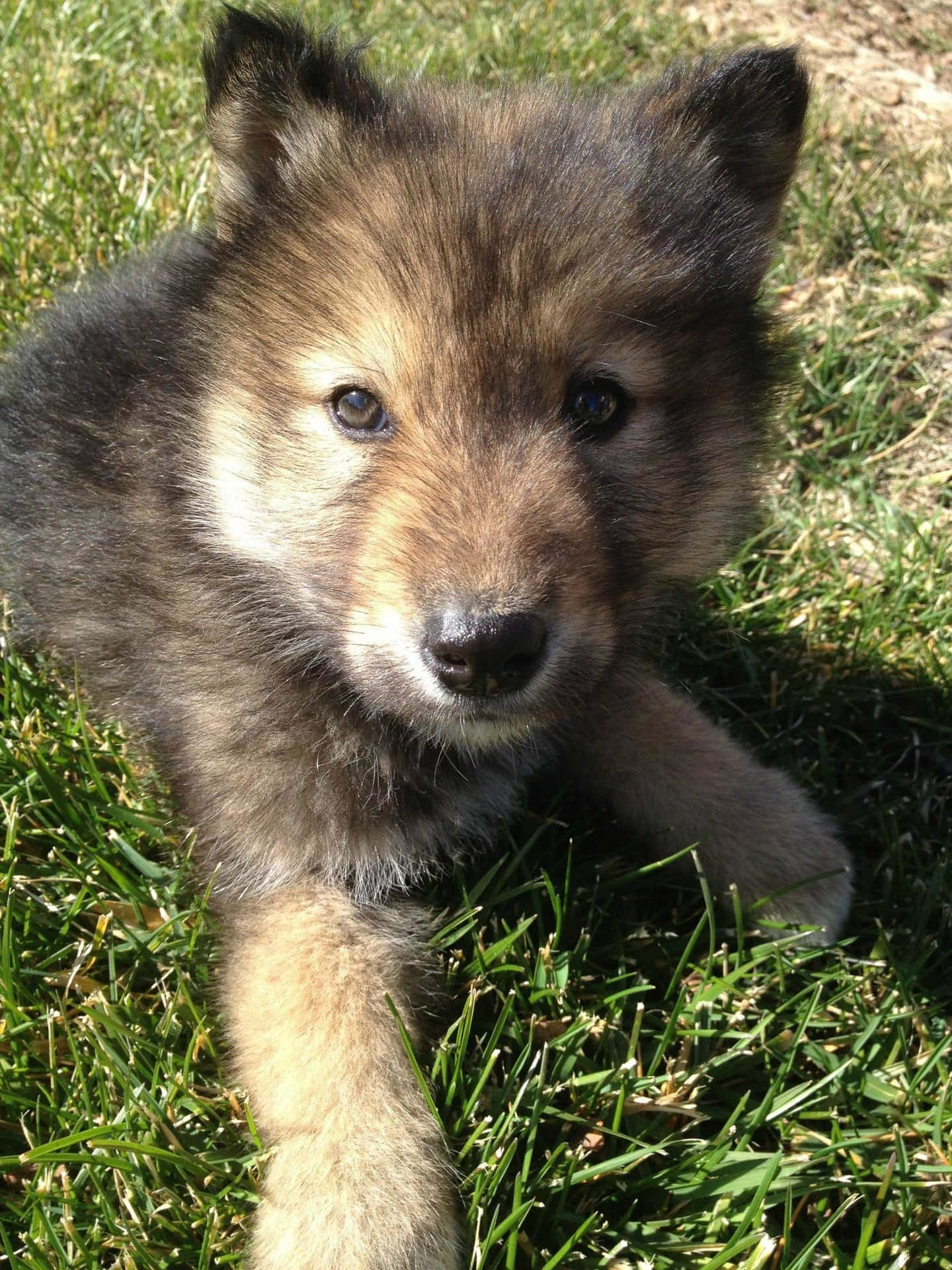 "An adorable wolf pup looking innocently into the distance."