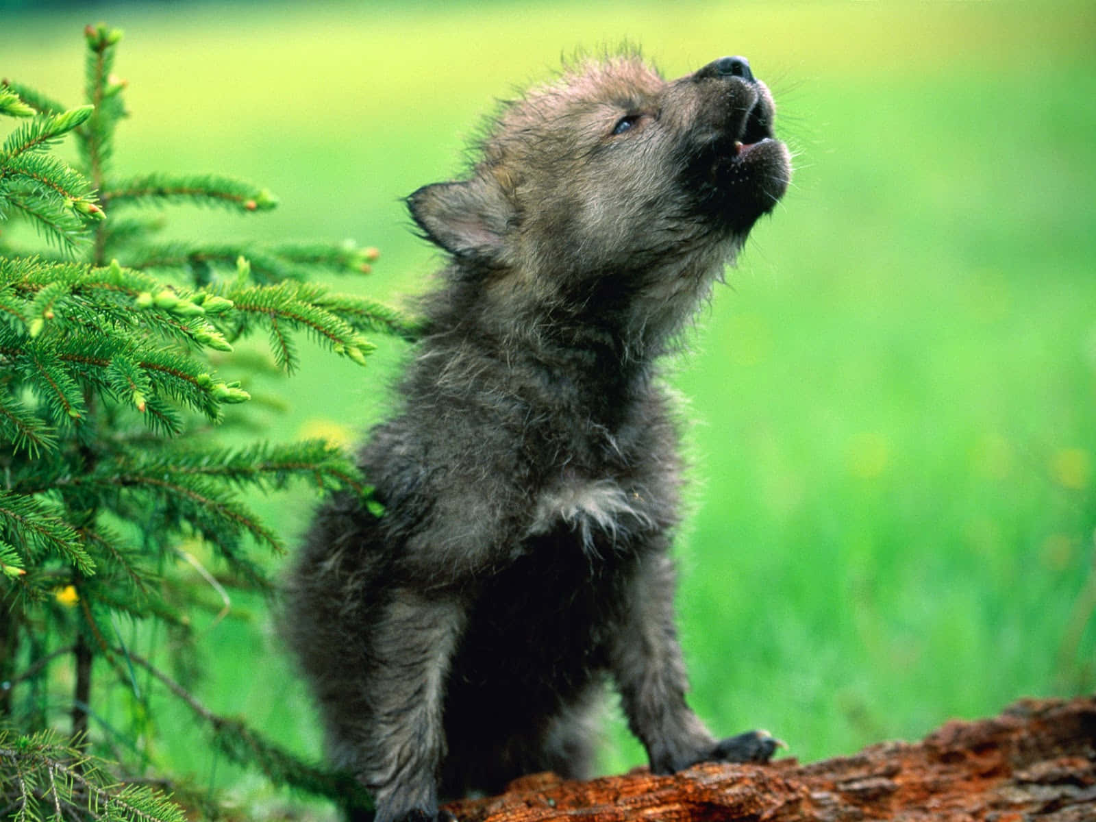 The Most Adorable Wolf You Will Ever See