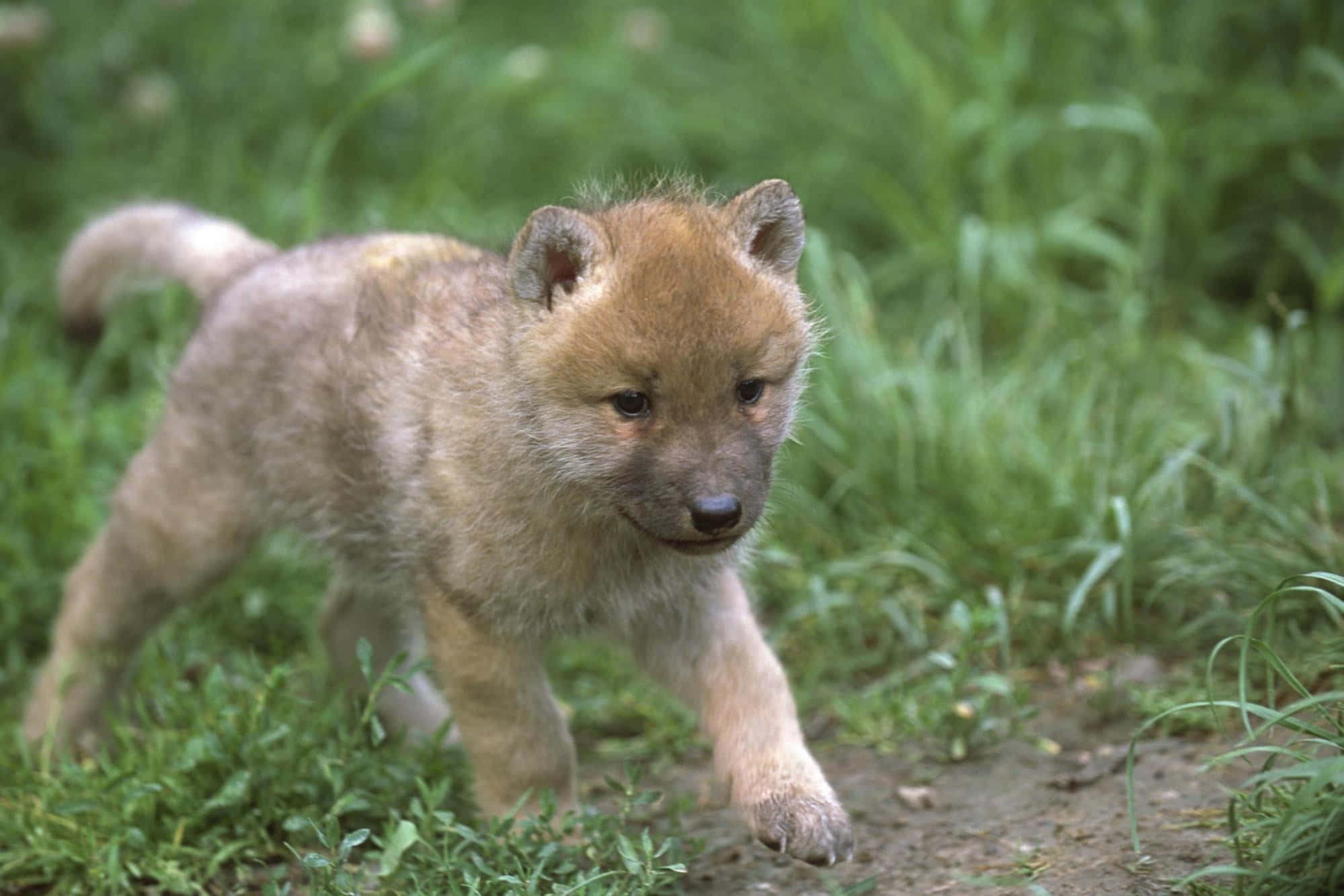 Adorable Wolf pup