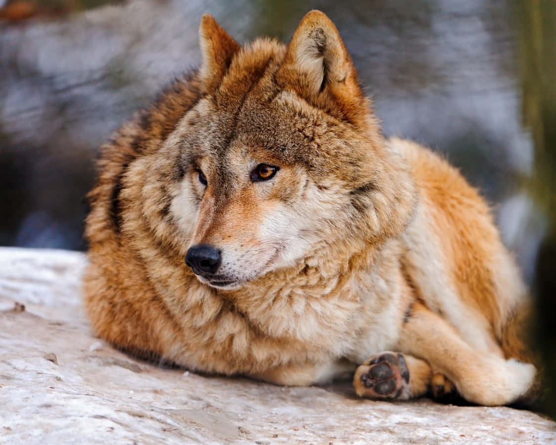 Cute Wolf Pictures